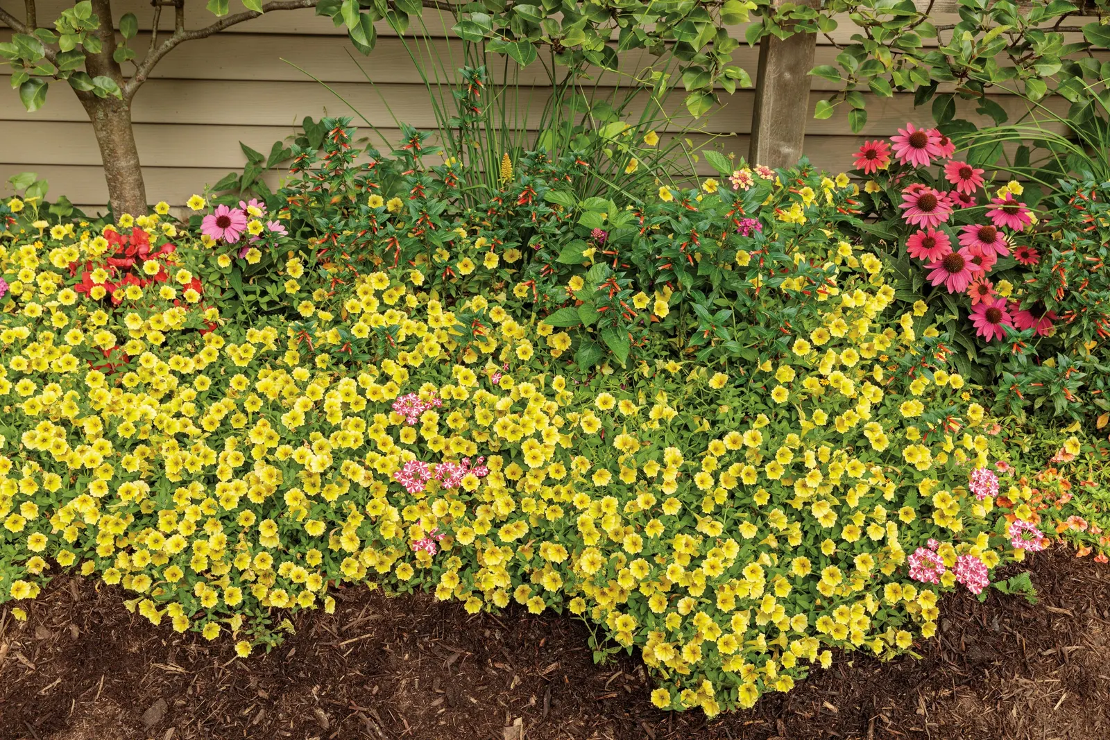Yellow Petunia — but a single dose is usually sufficient for landscape beds in most climates