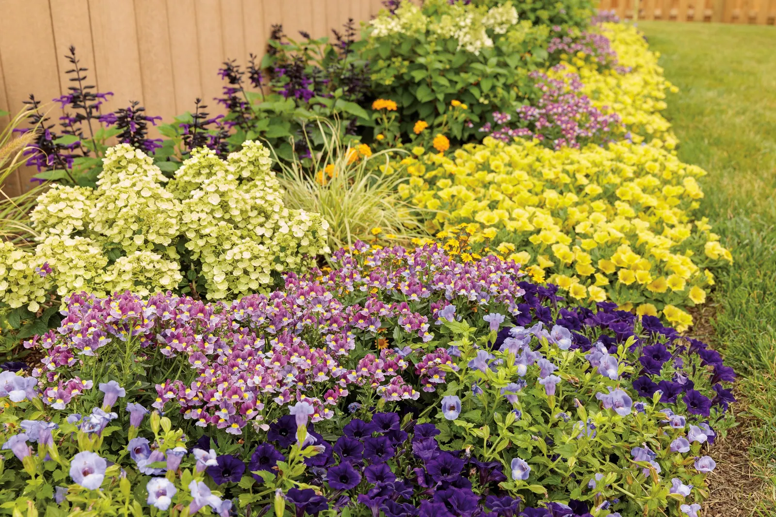 Yellow Petunia — If your plant begins to look open or a bit tired