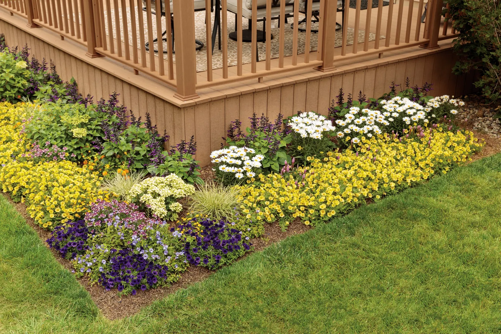 Yellow Petunia — yellow flowers in the garden