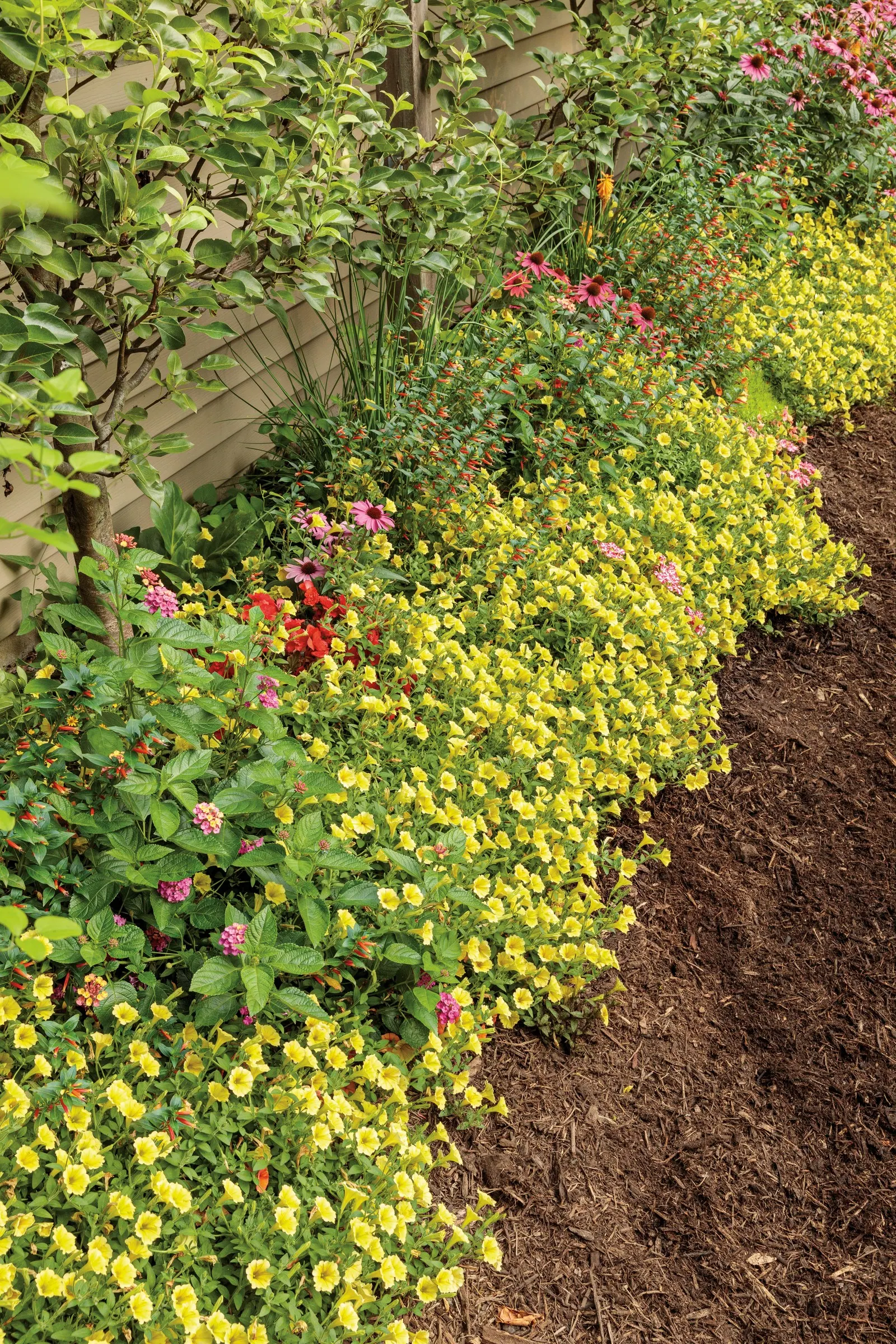 Yellow Petunia — Supertunias are heavy feeders