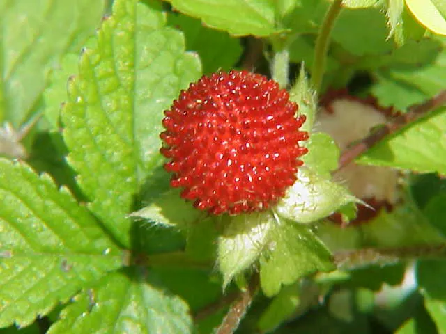 Indian Mock Strawberry (Duchesnea Indica) — about half an inch across