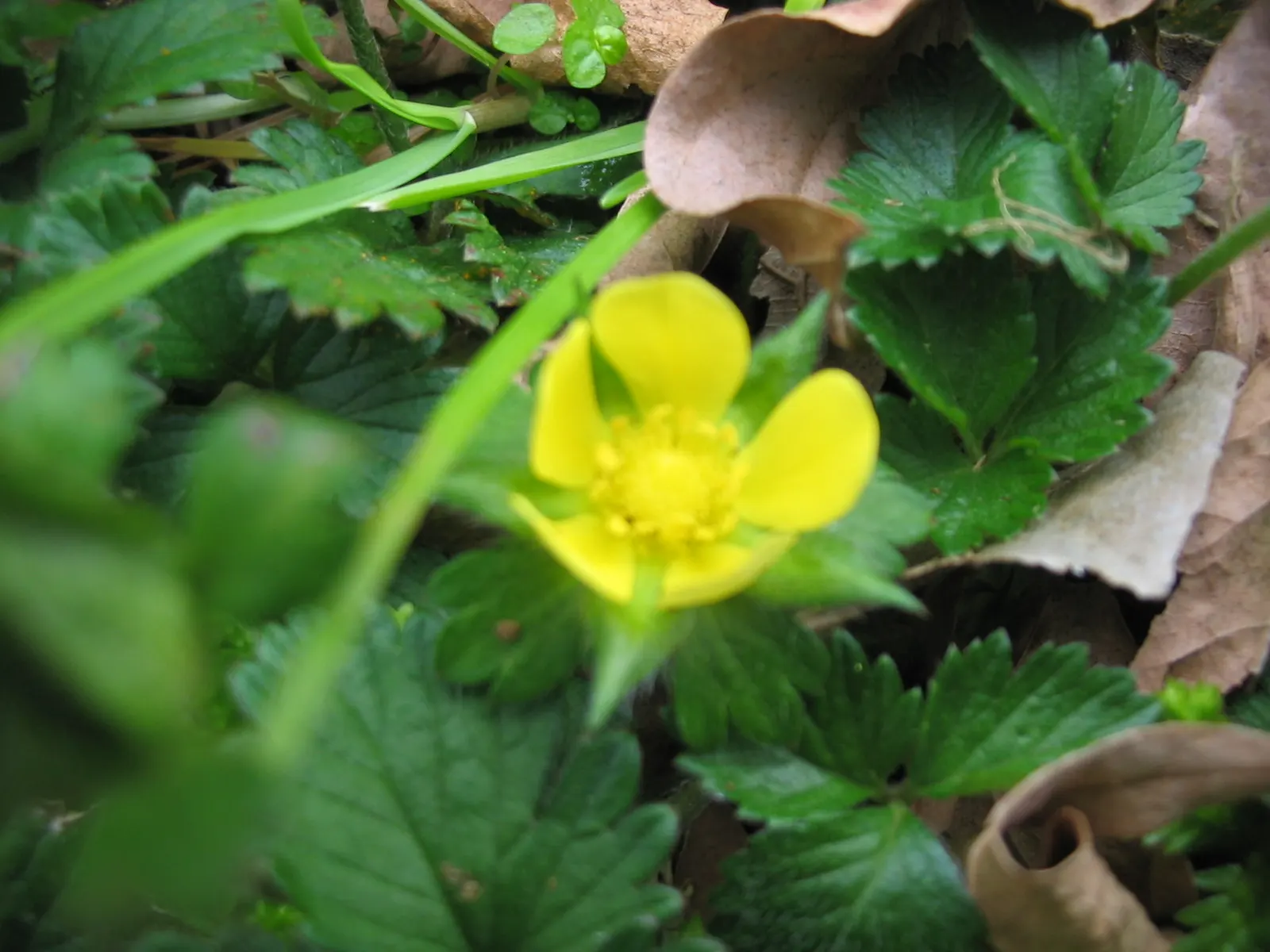 Indian Mock Strawberry (Duchesnea Indica) — providing an extended period of visual interest; their adaptability and low maintenance make them a, image 72