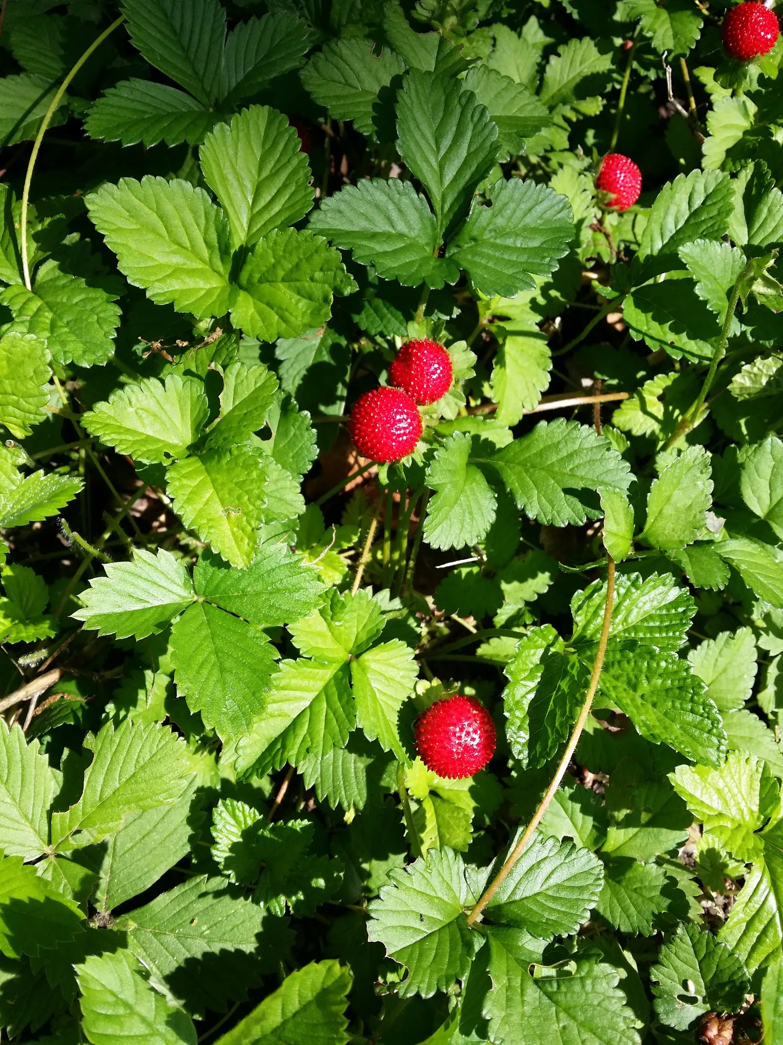 Indian Mock Strawberry (Duchesnea Indica) — ground cover / perennial with yellow blooms; although the berries resemble the common strawberry, image 139