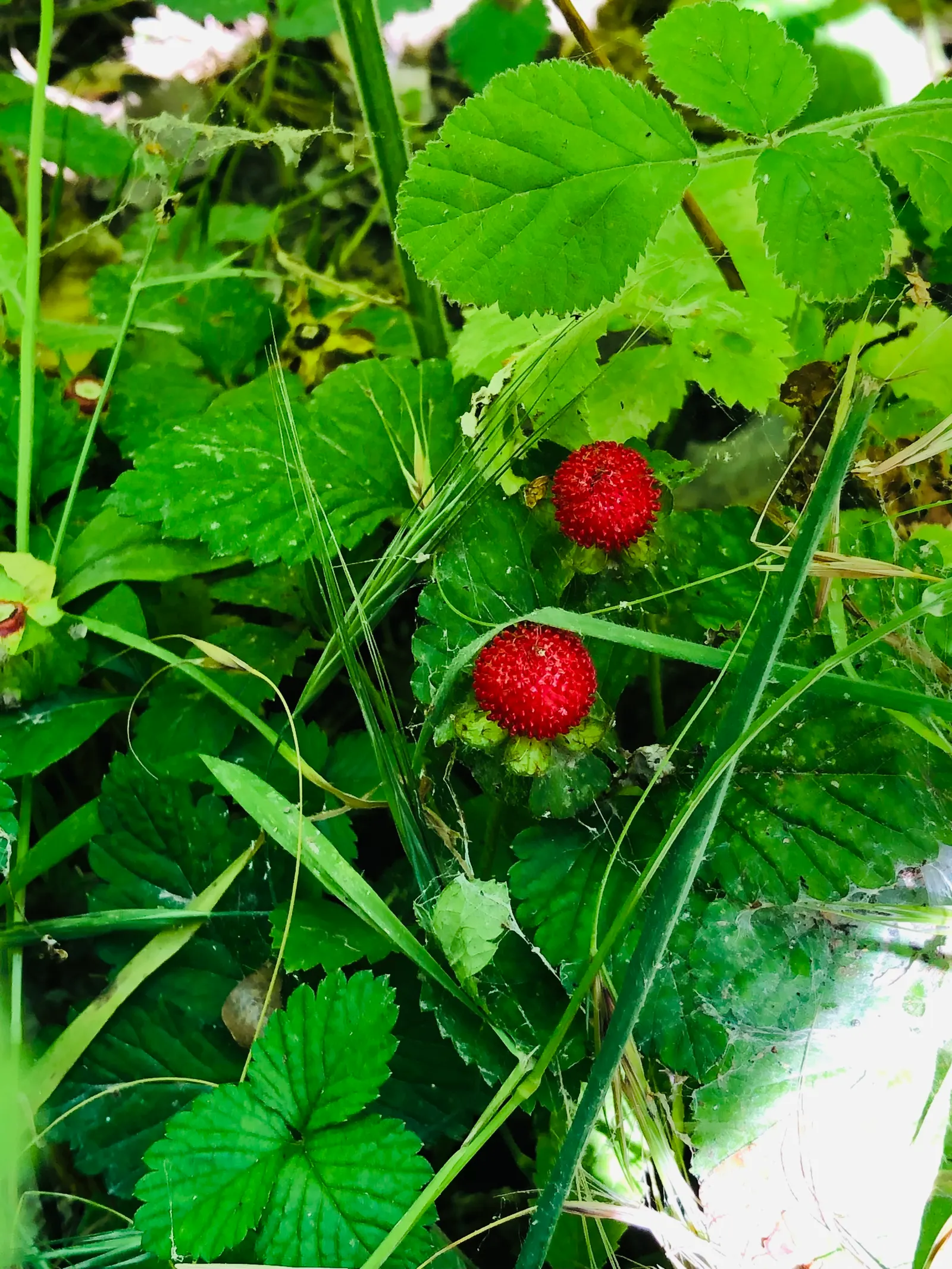 Indian Mock Strawberry (Duchesnea Indica) — extending up to 18 inches wide; with each leaflet typically reaching a length of 1 to 3 inches, image 106
