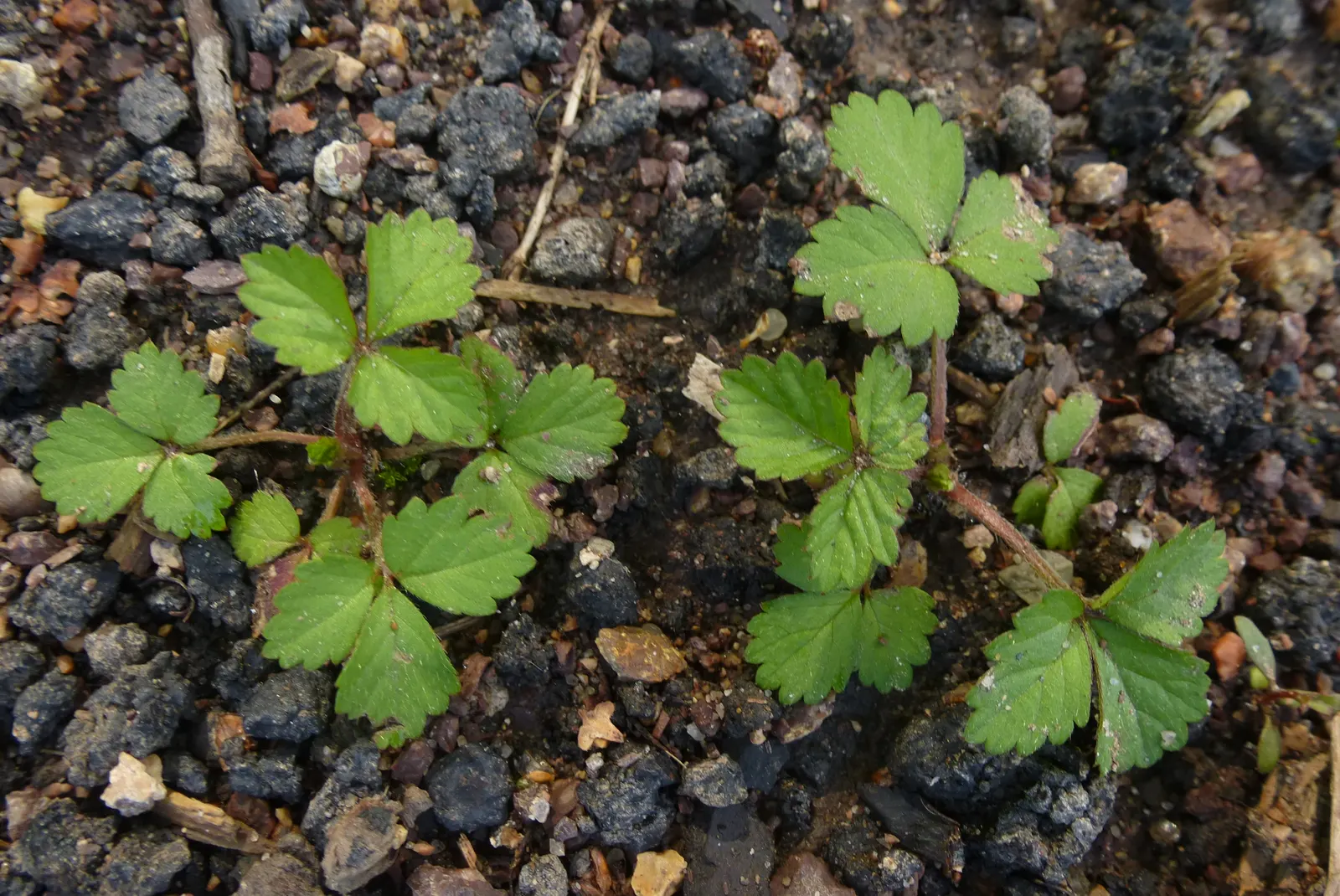 Indian Mock Strawberry (Duchesnea Indica) — providing an extended period of visual interest; their adaptability and low maintenance make them a, image 100