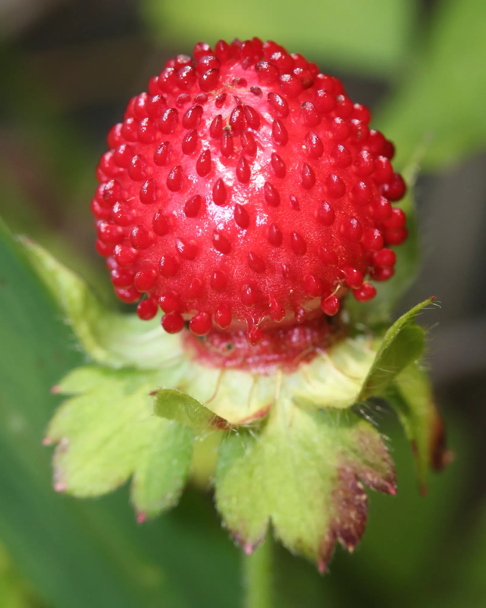 Indian Mock Strawberry (Duchesnea Indica) — Following these flowers, distinctive red berries emerge, reaching about half an inch in diameter, image 73