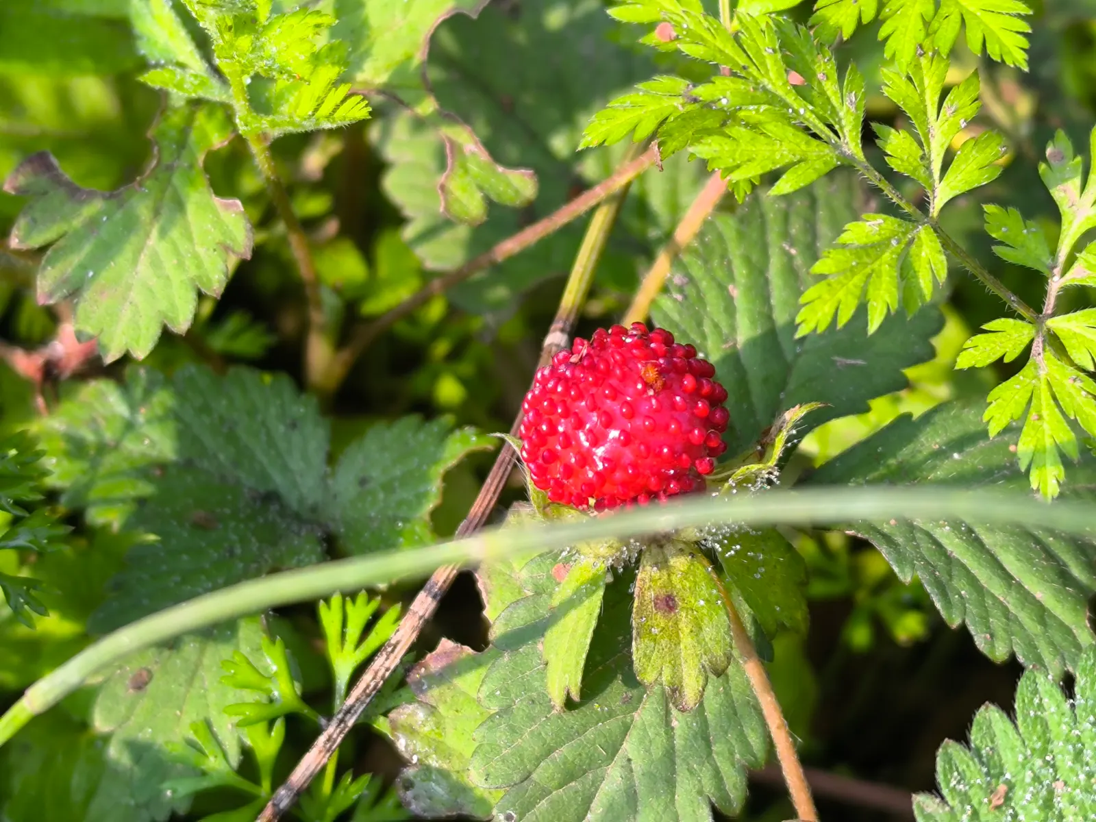 Indian Mock Strawberry (Duchesnea Indica) — is a fast-spreading ground cover with kidney-shaped leaves and yellow flowers; thriving in USDA zones, image 85