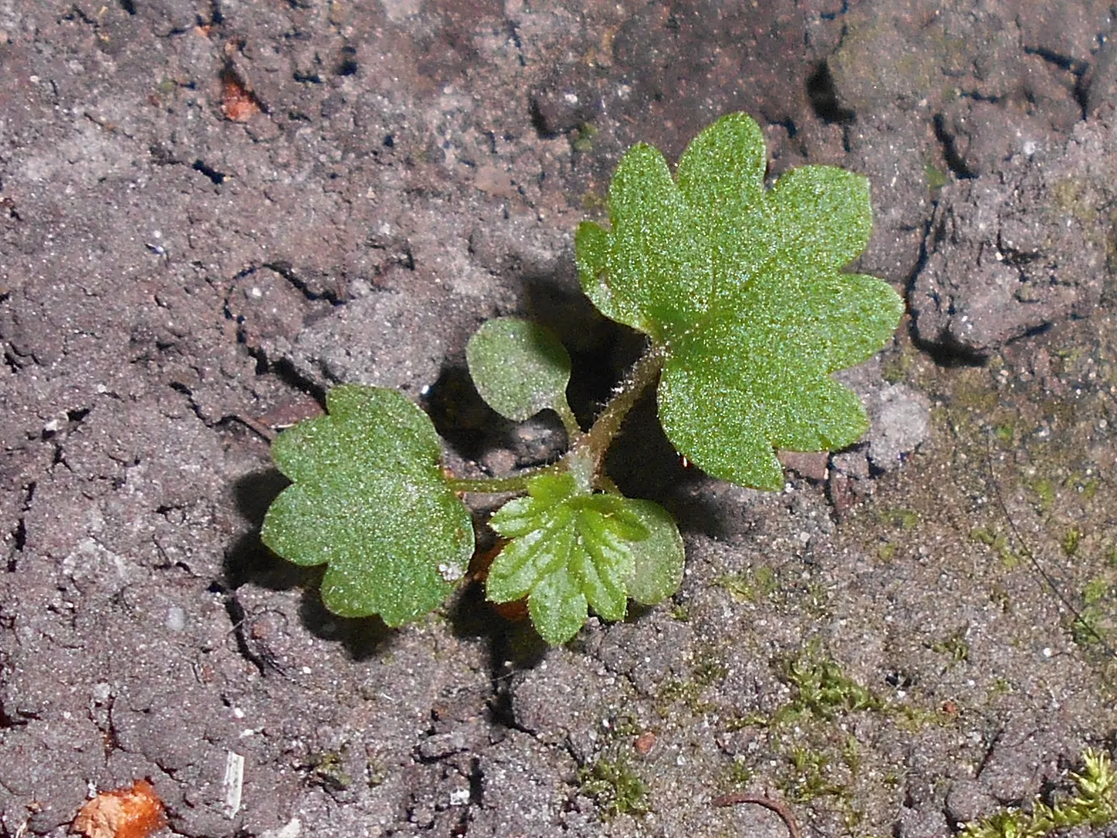 Indian Mock Strawberry (Duchesnea Indica) — Indian Mock Strawberries can spread quite prolifically; thriving in USDA zones 5-9, image 77