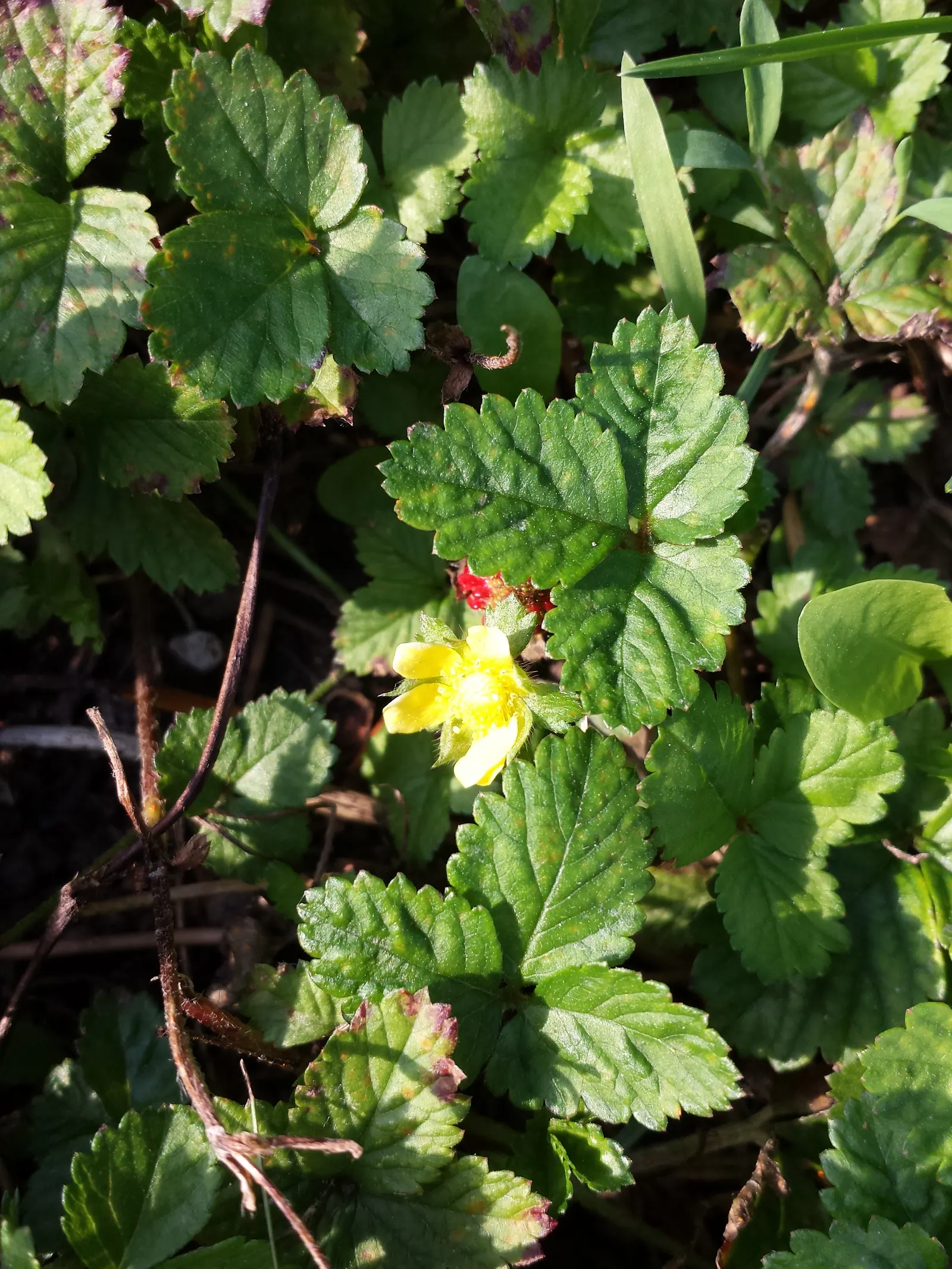 Indian Mock Strawberry (Duchesnea Indica) — while spreading up to 18 inches; with each leaflet typically reaching a length of 1 to 3 inches, image 146