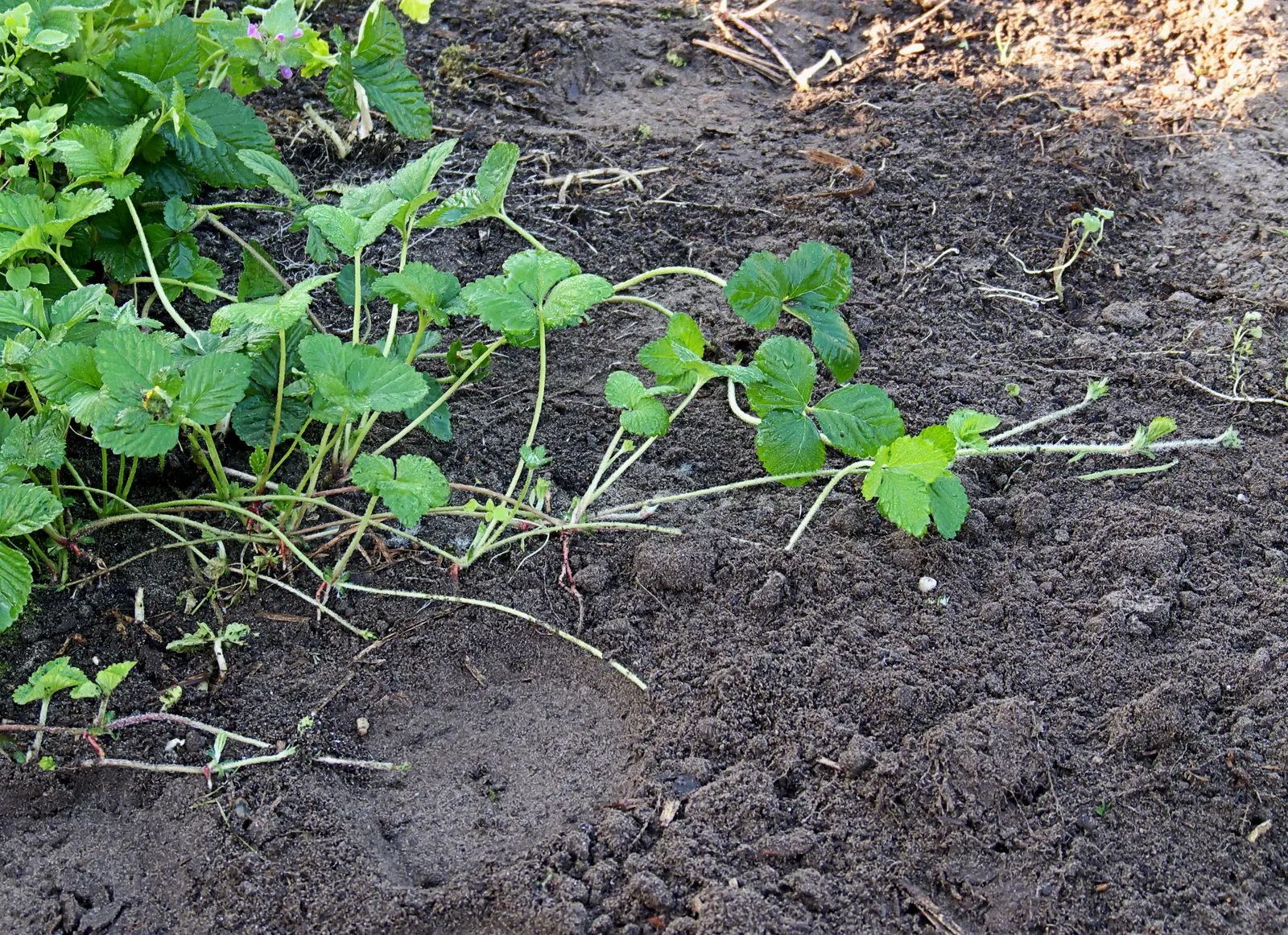 Indian Mock Strawberry (Duchesnea Indica) — Their adaptability and low maintenance make them a suitable choice for gardeners of all levels, image 81