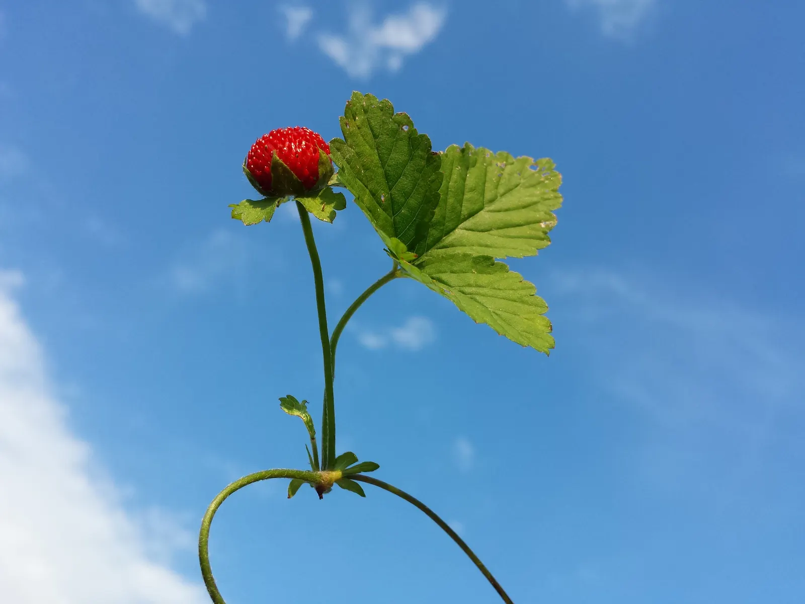 Indian Mock Strawberry (Duchesnea Indica) — about half an inch across; with each leaflet typically reaching a length of 1 to 3 inches