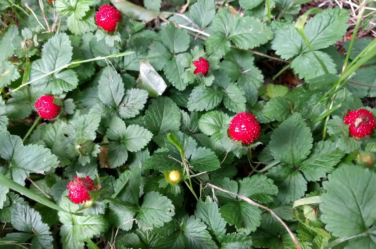 Indian Mock Strawberry (Duchesnea Indica) — yellow flowers in the garden; with each leaflet typically reaching a length of 1 to 3 inches, image 138