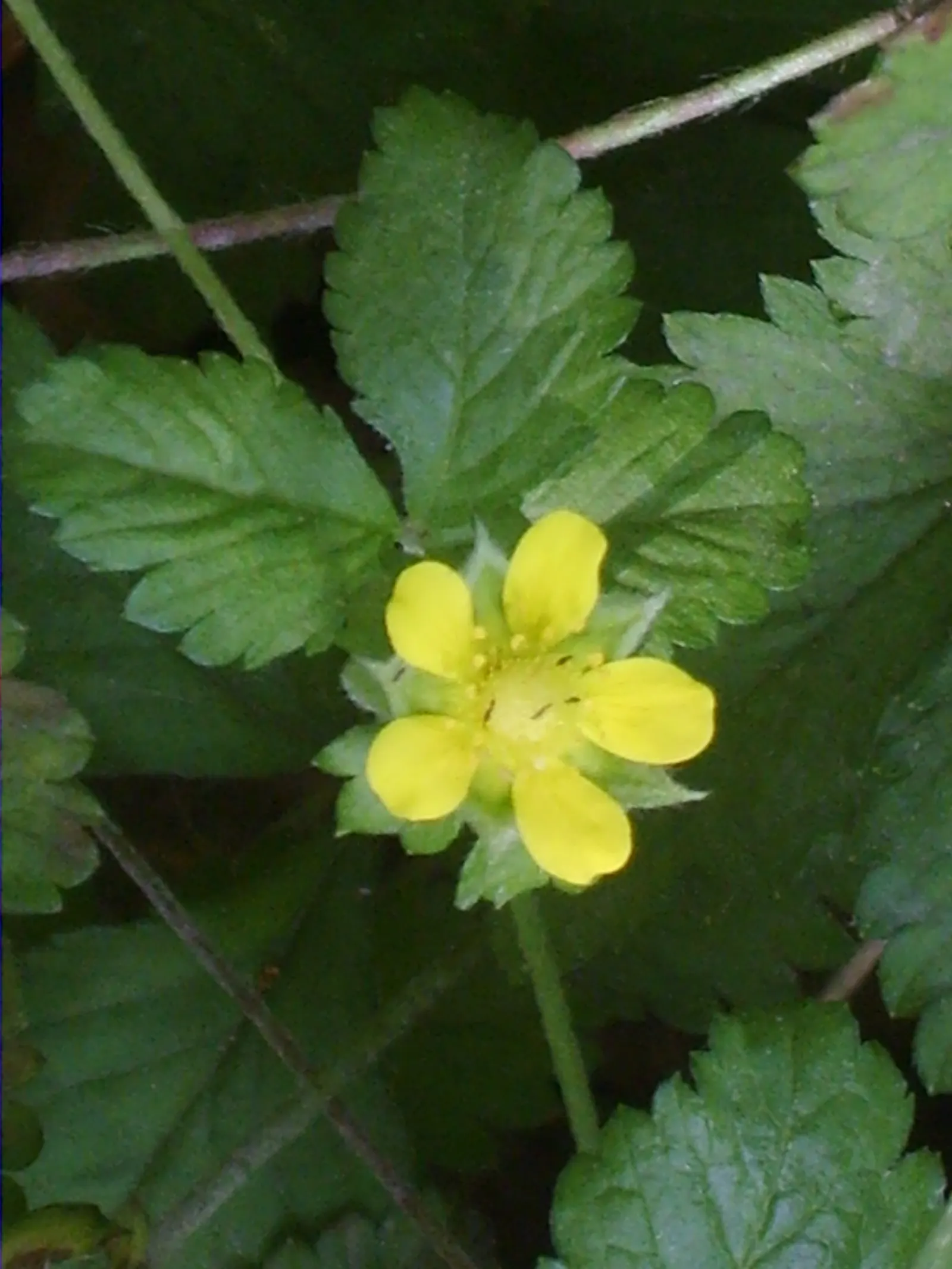 Indian Mock Strawberry (Duchesnea Indica) — is a fast-spreading ground cover with kidney-shaped leaves and yellow flowers; thriving in USDA zones, image 57