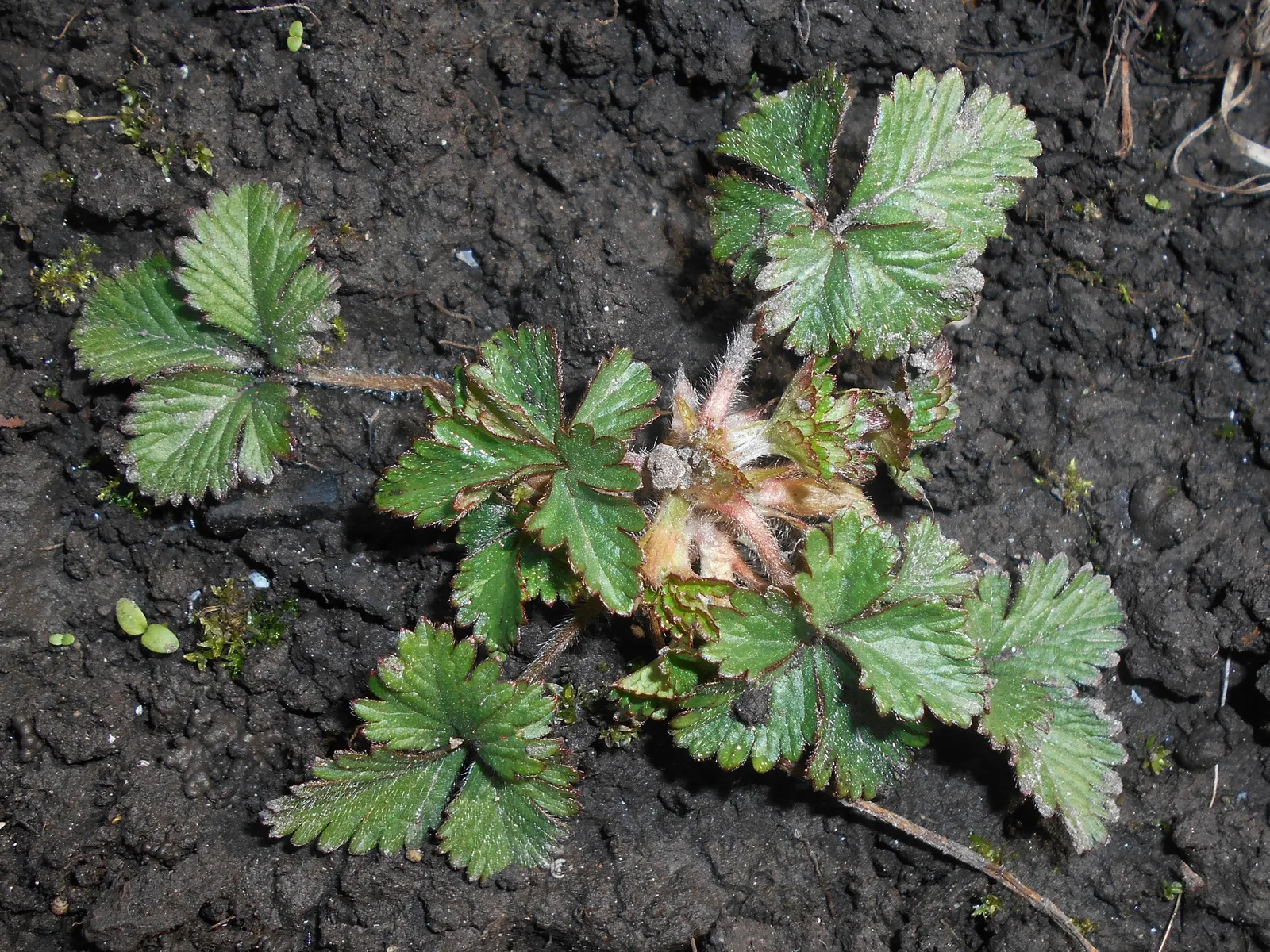 Indian Mock Strawberry (Duchesnea Indica) — It produces small red fruits resembling true strawberries; with each leaflet typically reaching a, image 58