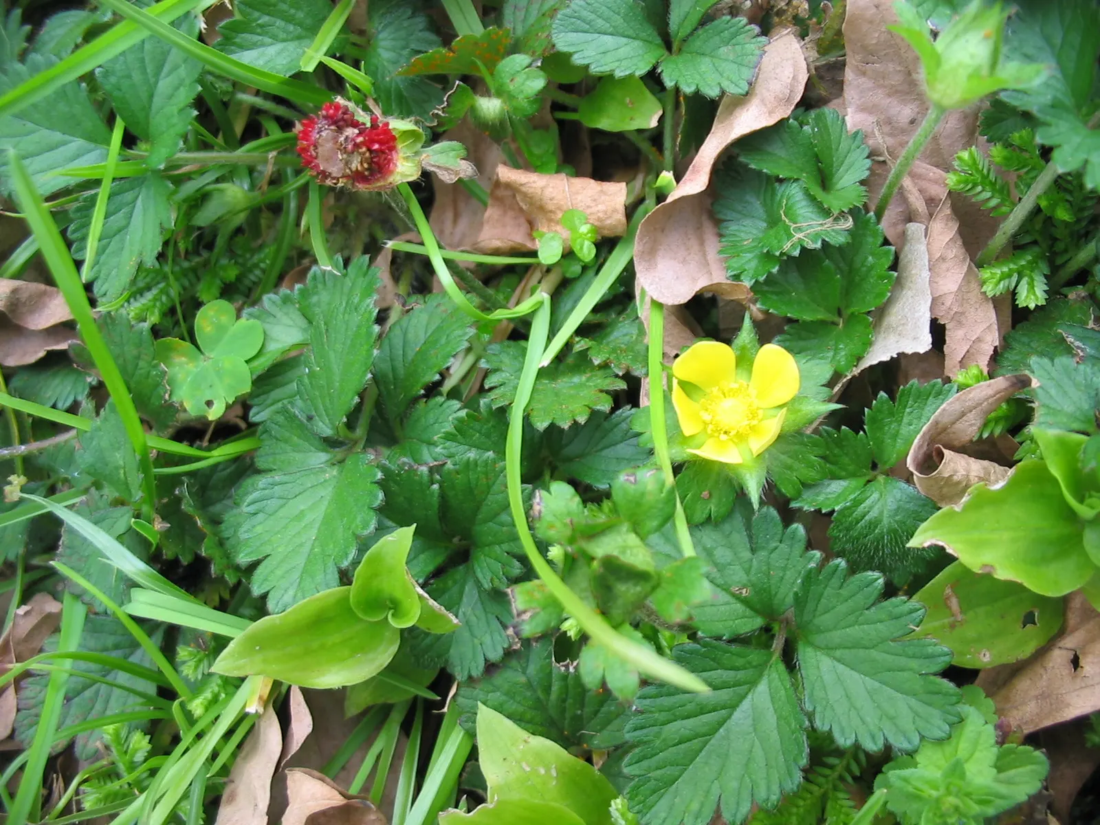 Indian Mock Strawberry (Duchesnea Indica) — demonstrating a high level of adaptability to various climates