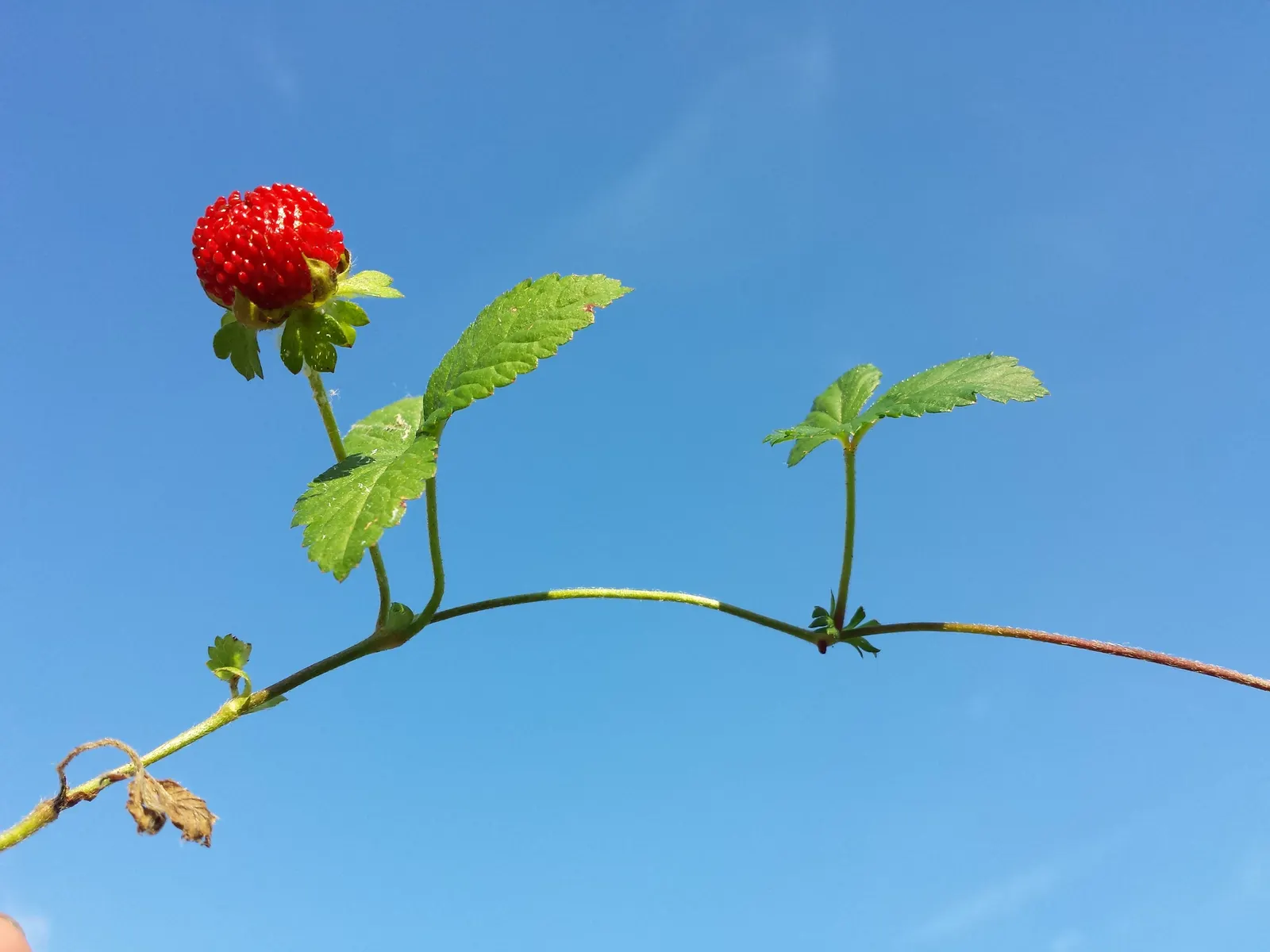 Indian Mock Strawberry (Duchesnea Indica) — filling spaces between stepping stones or cascading over retaining walls in a landscape design