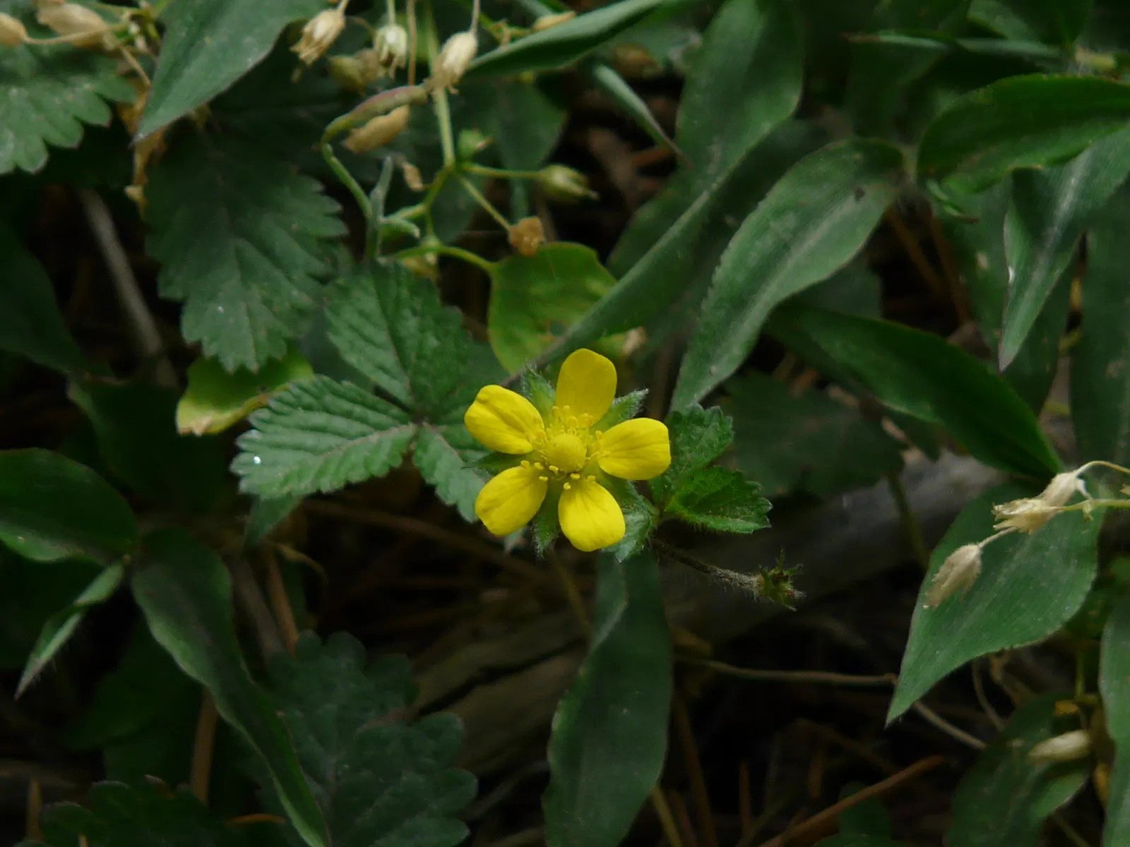 Indian Mock Strawberry (Duchesnea Indica) — ground cover / perennial with yellow blooms; although the berries resemble the common strawberry, image 83