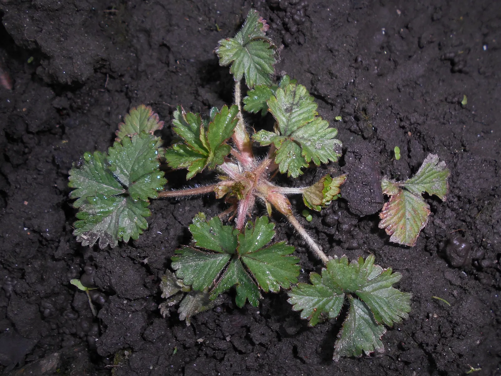 Indian Mock Strawberry (Duchesnea Indica) — Thriving in USDA zones 5-9; their adaptability and low maintenance make them a suitable choice for gardeners of all