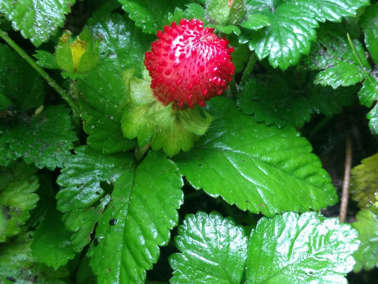 Indian Mock Strawberry (Duchesnea Indica) — about half an inch across; with each leaflet typically reaching a length of 1 to 3 inches, image 98
