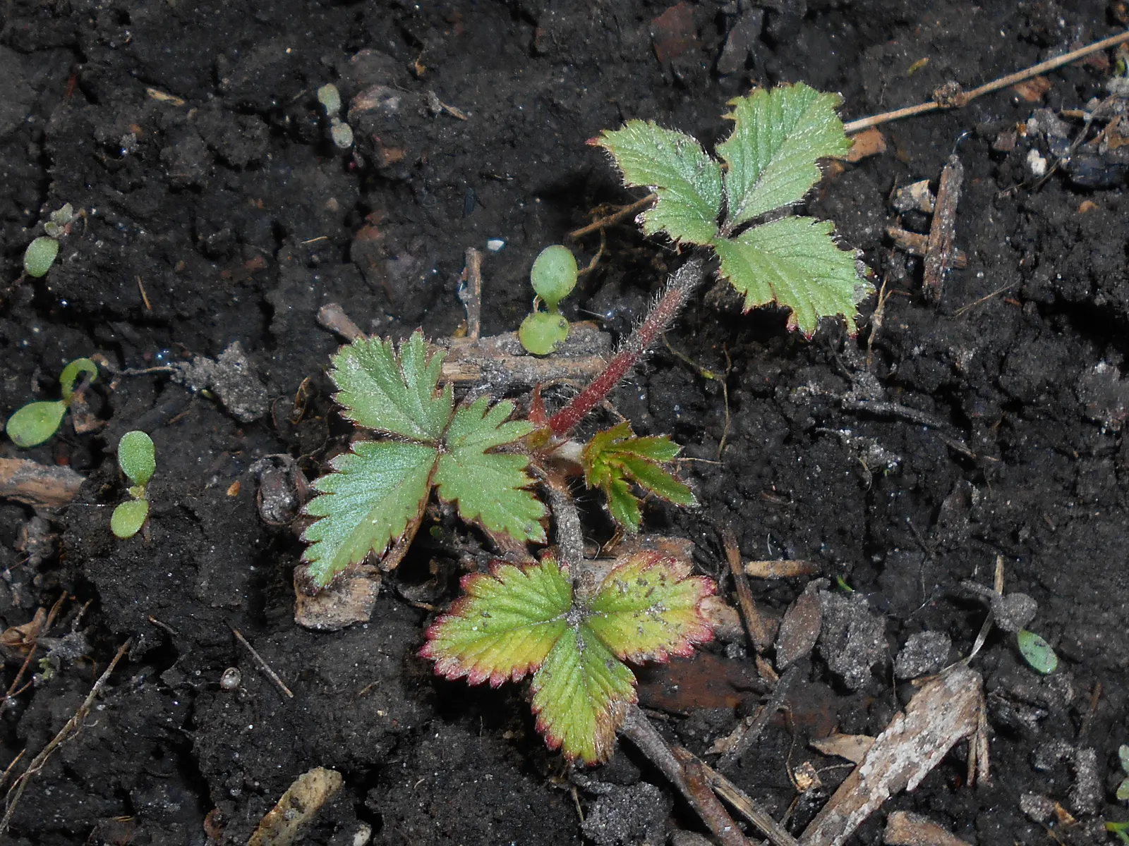 Indian Mock Strawberry (Duchesnea Indica) — while spreading up to 18 inches; with each leaflet typically reaching a length of 1 to 3 inches, image 62