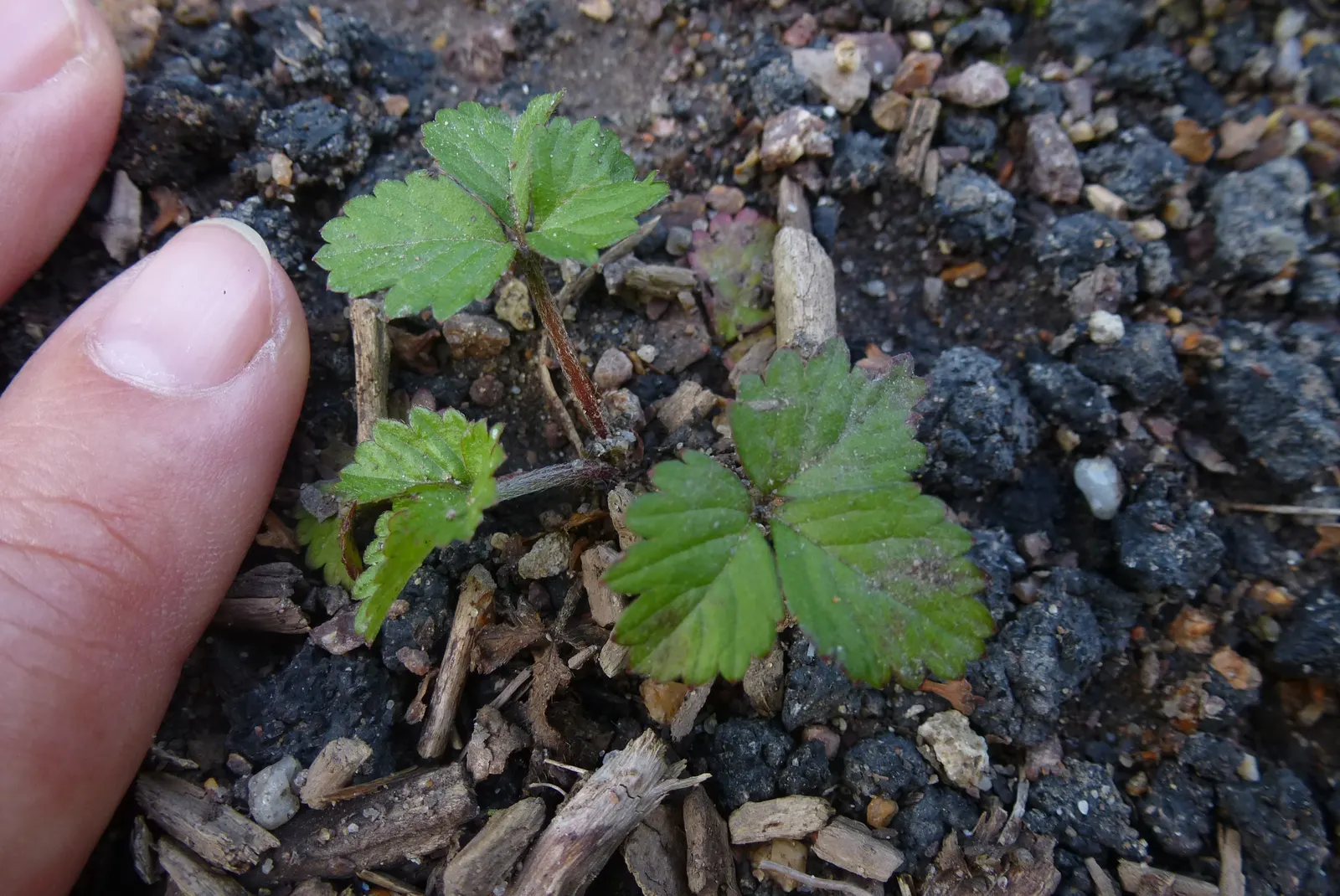 Indian Mock Strawberry (Duchesnea Indica) — filling spaces between stepping stones or cascading over retaining walls in a landscape design; their, image 108