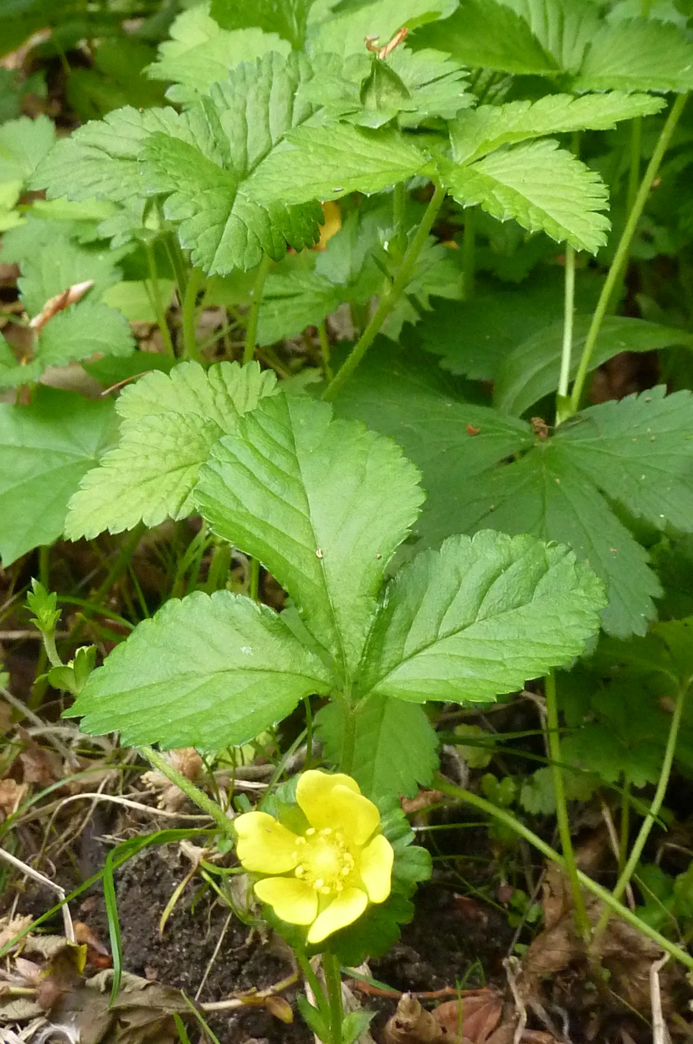 Indian Mock Strawberry (Duchesnea Indica) — providing an extended period of visual interest; their adaptability and low maintenance make them a, image 128