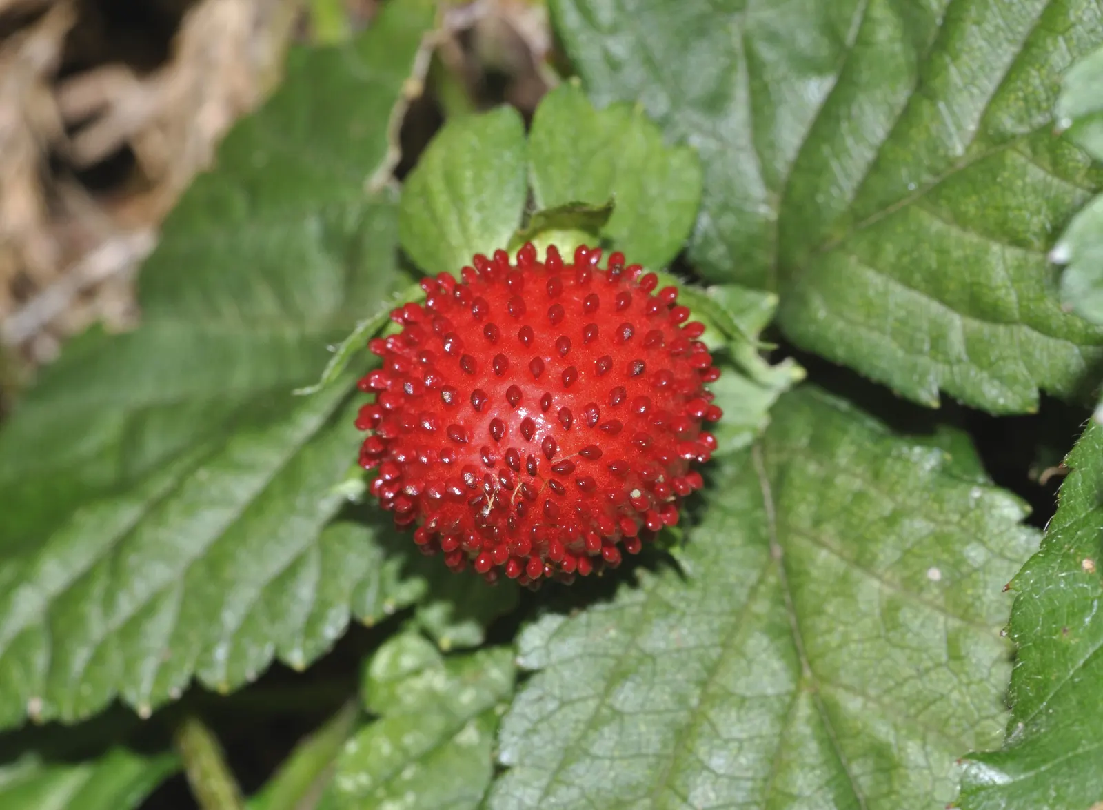 Indian Mock Strawberry (Duchesnea Indica) — It produces small red fruits resembling true strawberries; with each leaflet typically reaching a, image 142