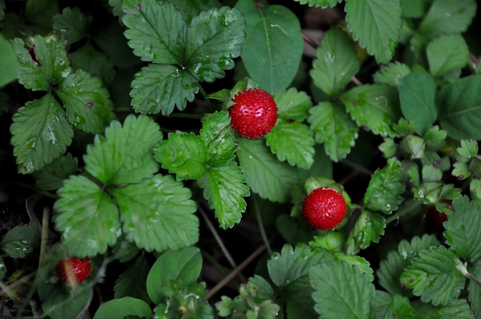 Indian Mock Strawberry (Duchesnea Indica) — while spreading up to 18 inches