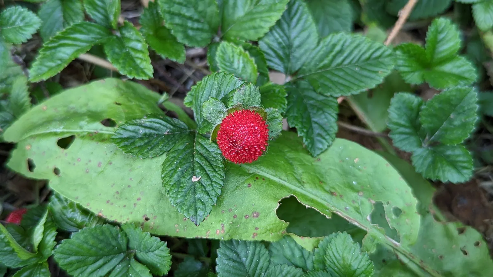 Indian Mock Strawberry (Duchesnea Indica) — providing an extended period of visual interest; their adaptability and low maintenance make them a suitable choice