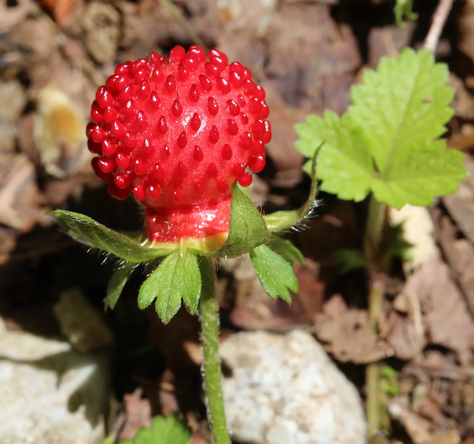 Indian Mock Strawberry (Duchesnea Indica) — demonstrating a high level of adaptability to various climates; thriving in USDA zones 5-9, image 125
