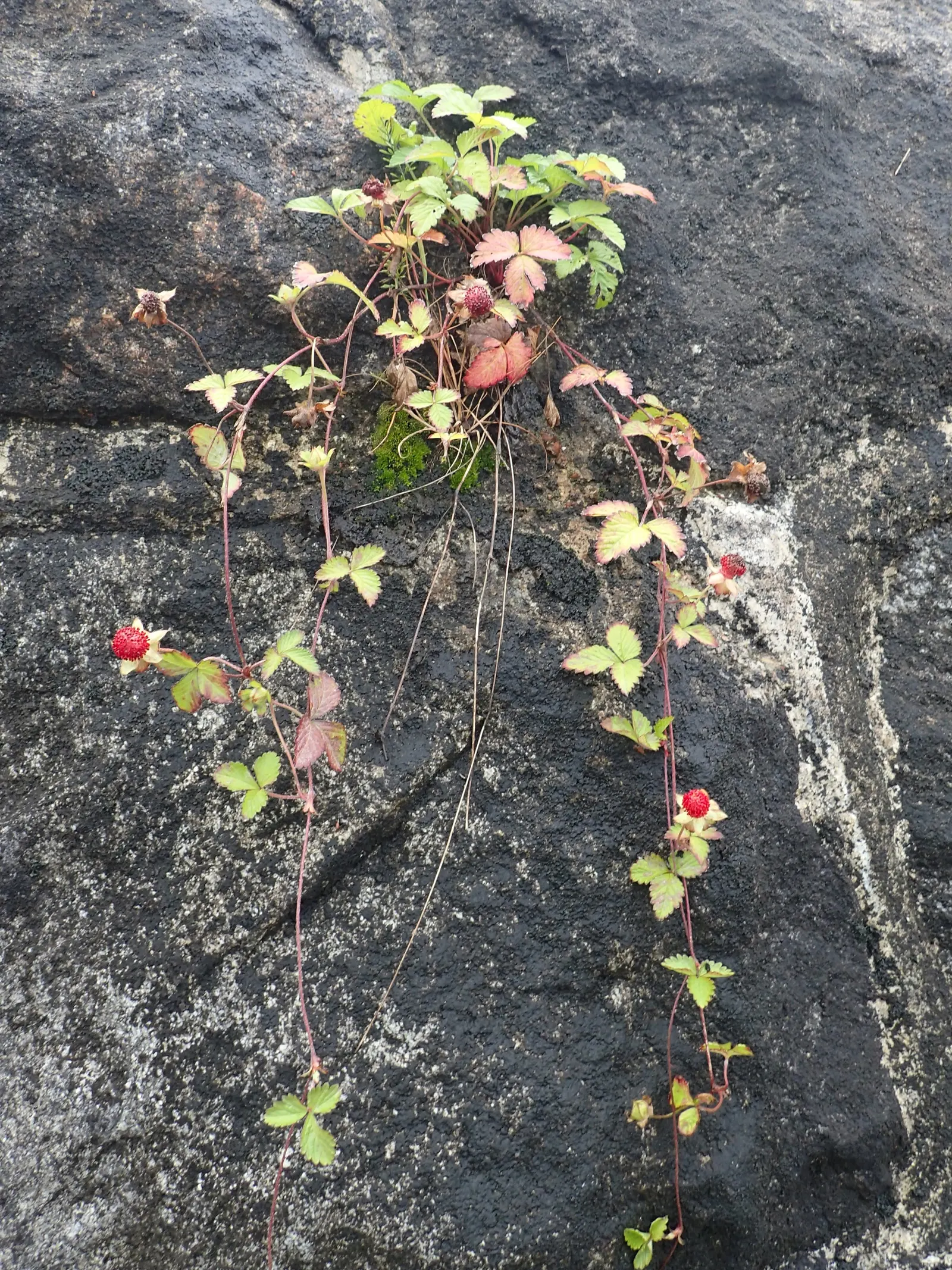 Indian Mock Strawberry (Duchesnea Indica) — Their adaptability and low maintenance make them a suitable choice for gardeners of all levels