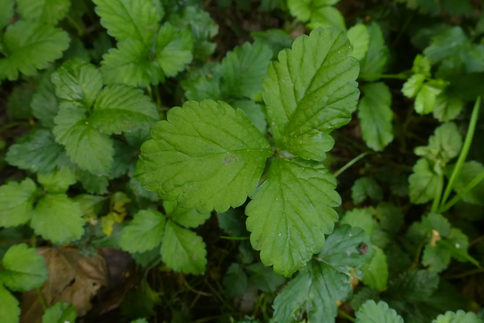 Indian Mock Strawberry (Duchesnea Indica) — Their adaptability and low maintenance make them a suitable choice for gardeners of all levels, image 137