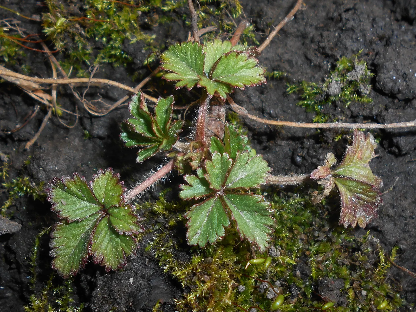 Indian Mock Strawberry (Duchesnea Indica) — extending up to 18 inches wide; with each leaflet typically reaching a length of 1 to 3 inches