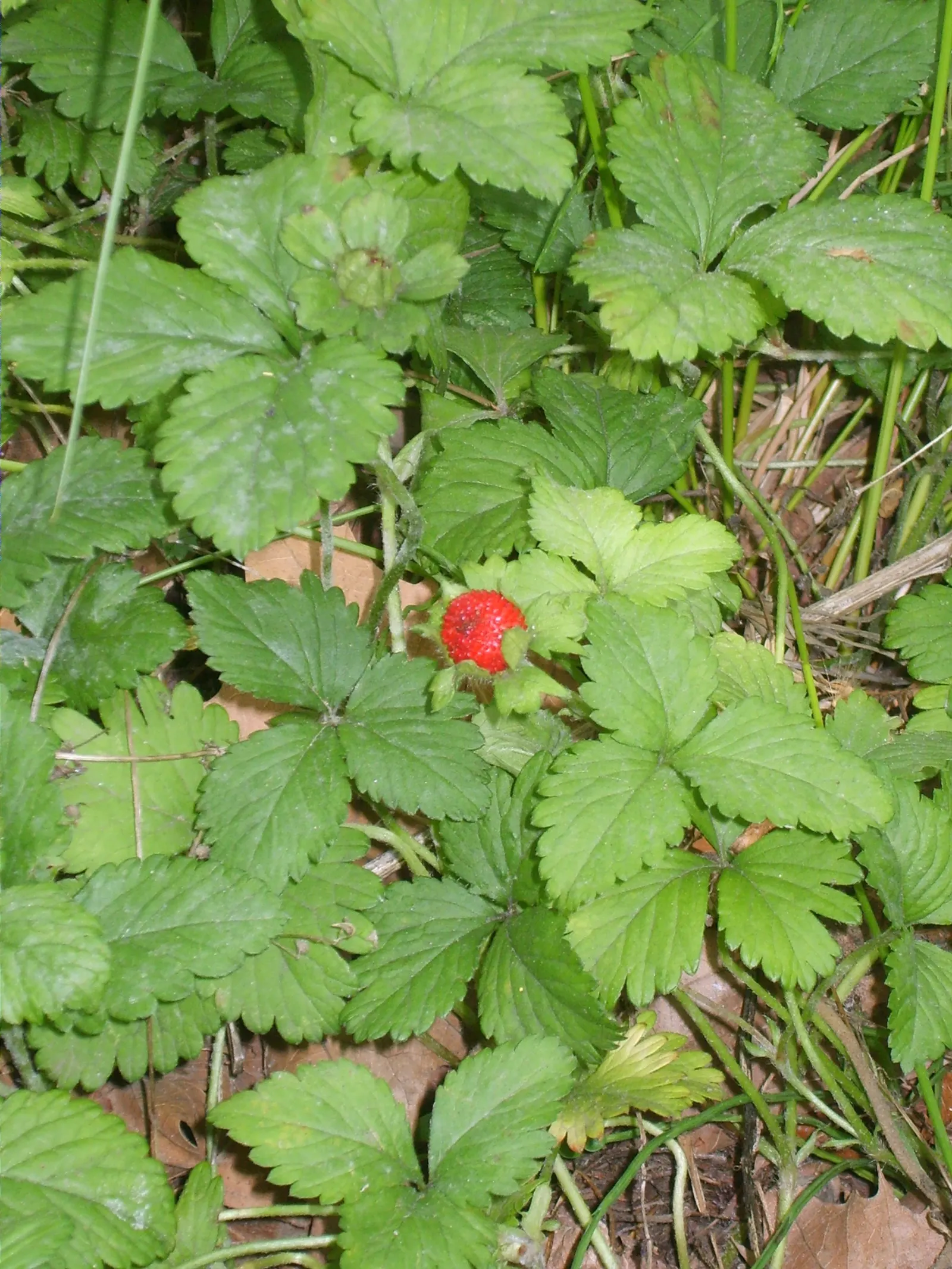 Indian Mock Strawberry (Duchesnea Indica) — scientifically named Duchesnea indica; their adaptability and low maintenance make them a suitable, image 92
