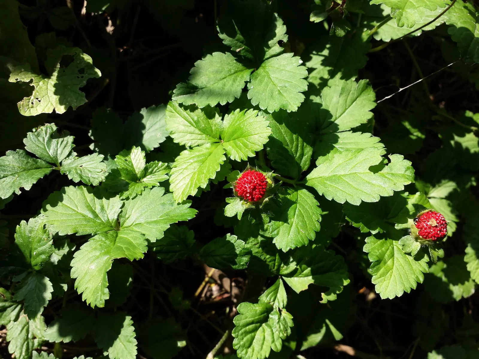 Indian Mock Strawberry (Duchesnea Indica) — scientifically named Duchesnea indica; their adaptability and low maintenance make them a suitable choice for