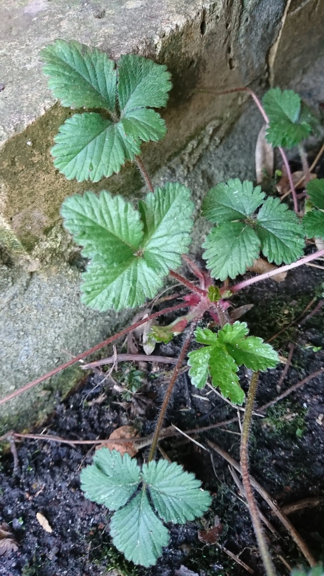 Indian Mock Strawberry (Duchesnea Indica) — typically around 0.5 inch in diameter; although the berries resemble the common strawberry, image 115