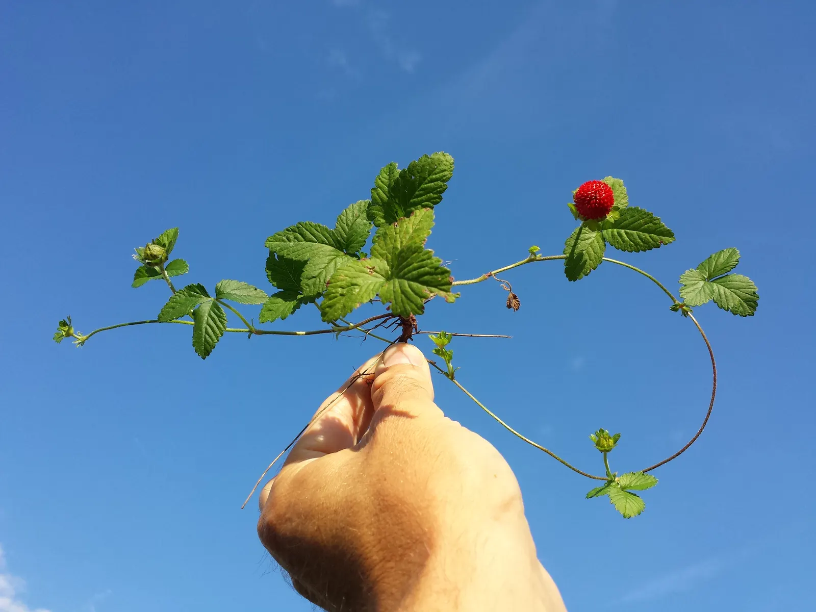 Indian Mock Strawberry (Duchesnea Indica) — Indian Mock Strawberries can spread quite prolifically; thriving in USDA zones 5-9