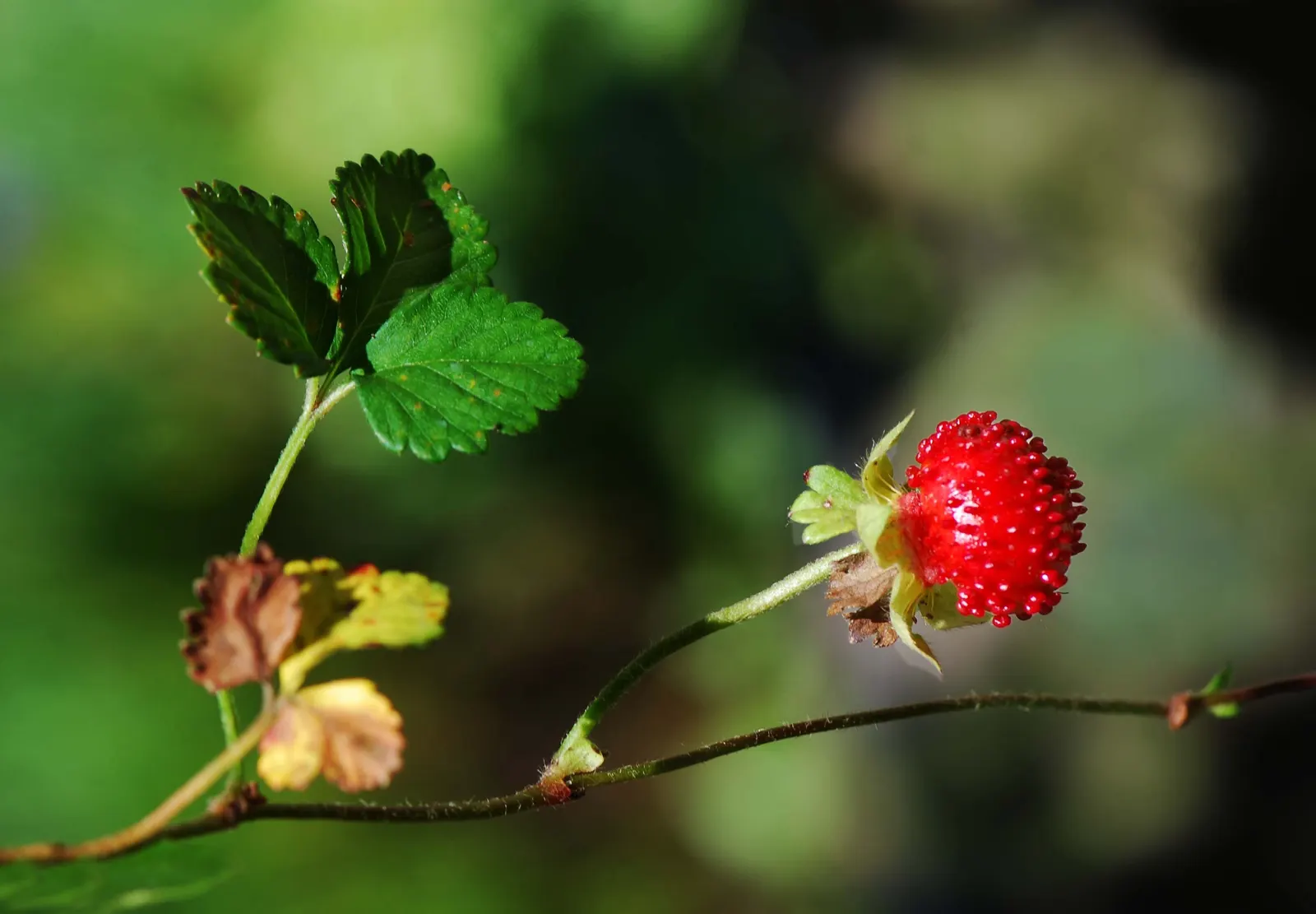 Indian Mock Strawberry (Duchesnea Indica) — It produces small red fruits resembling true strawberries