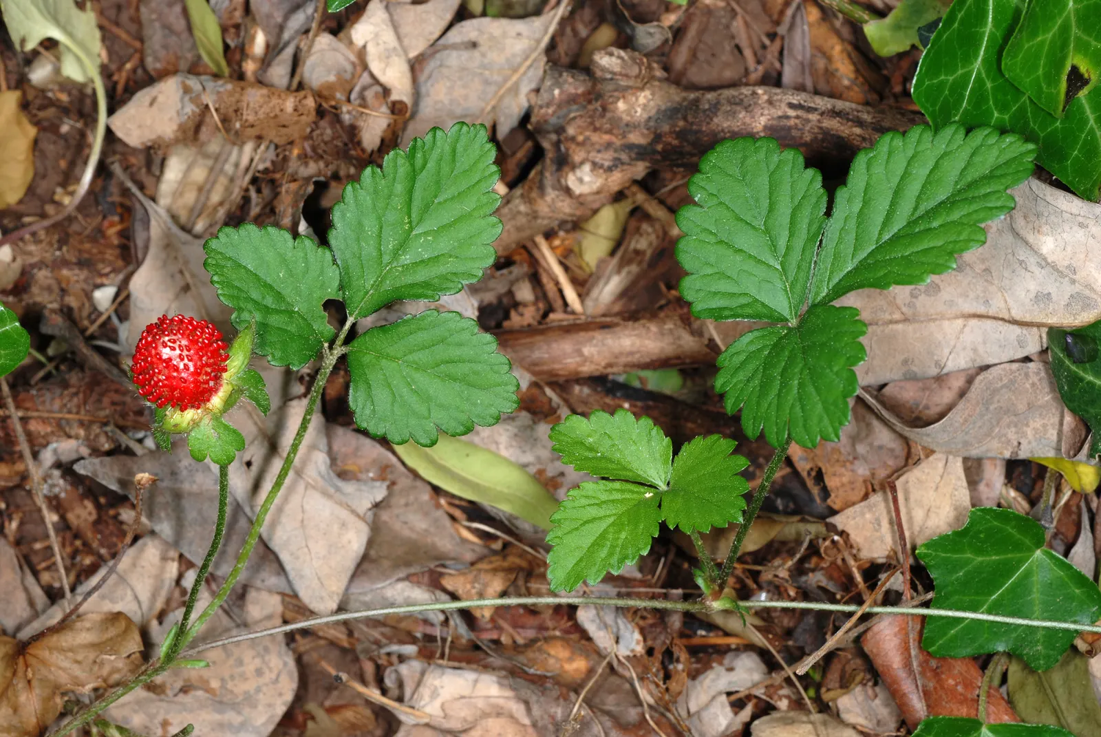 Indian Mock Strawberry (Duchesnea Indica) — scientifically named Duchesnea indica; their adaptability and low maintenance make them a suitable, image 64