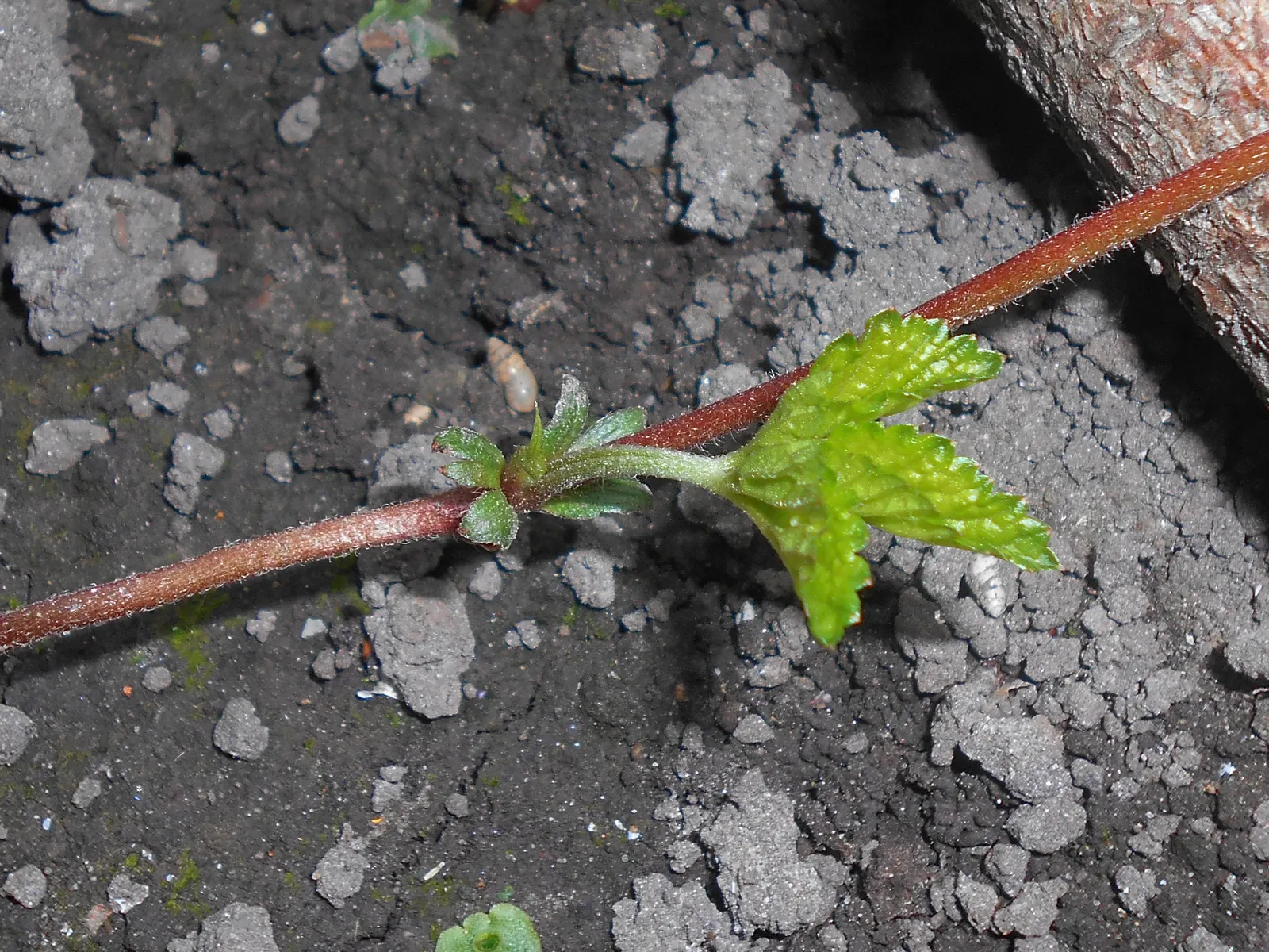 Indian Mock Strawberry (Duchesnea Indica) — This makes them an ideal candidate for ground cover