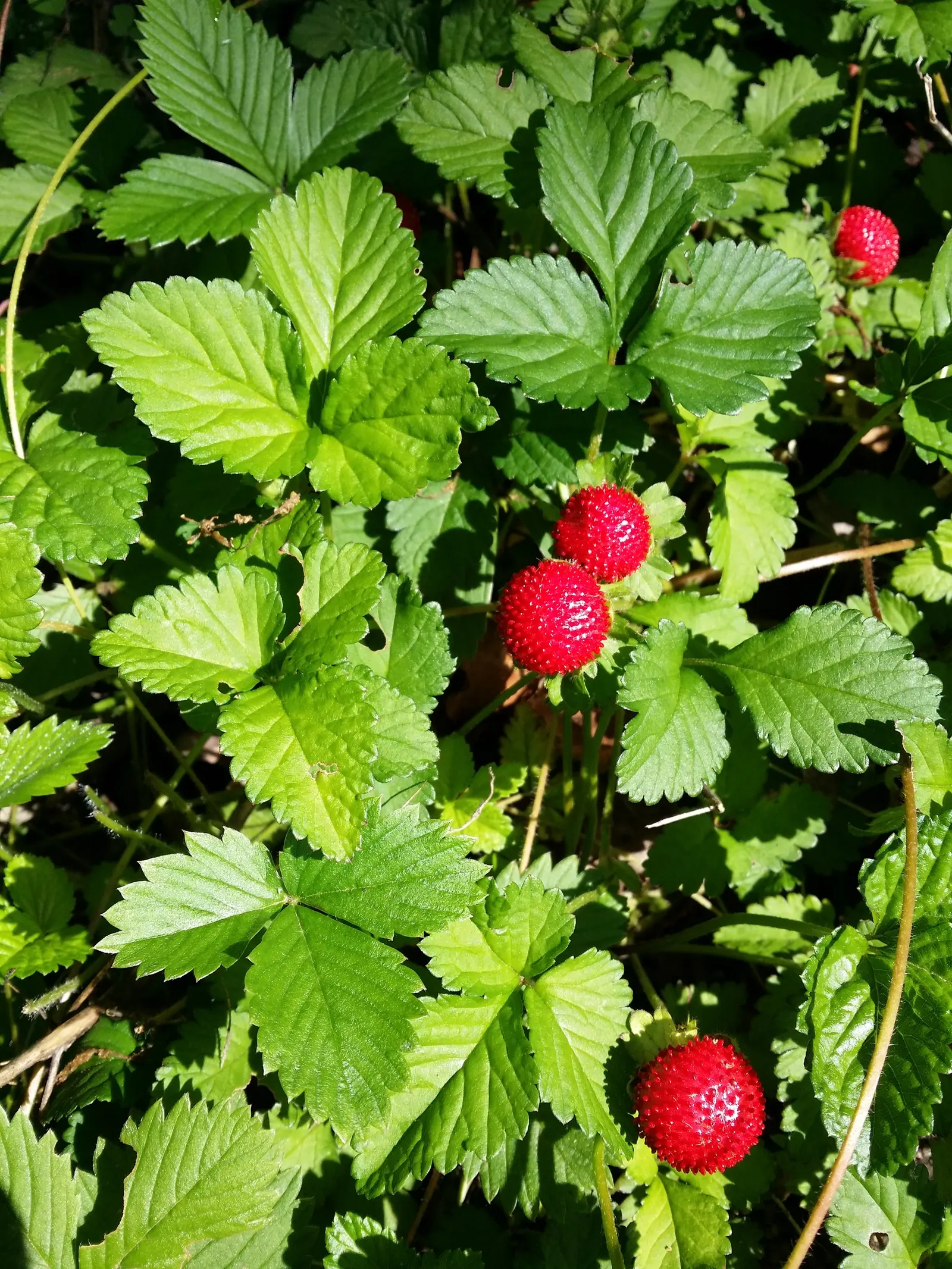 Indian Mock Strawberry (Duchesnea Indica) — which bloom from early spring until the fall; although the berries resemble the common strawberry, image 127