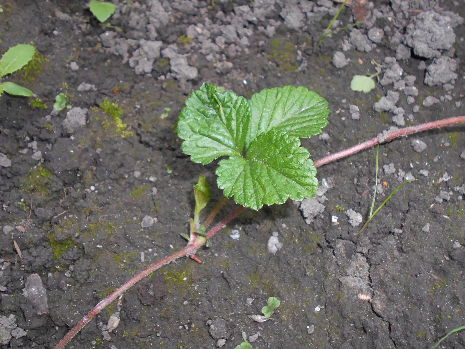 Indian Mock Strawberry (Duchesnea Indica) — This plant is an attractive filler, though not valued for its fruit; although the berries resemble the, image 147