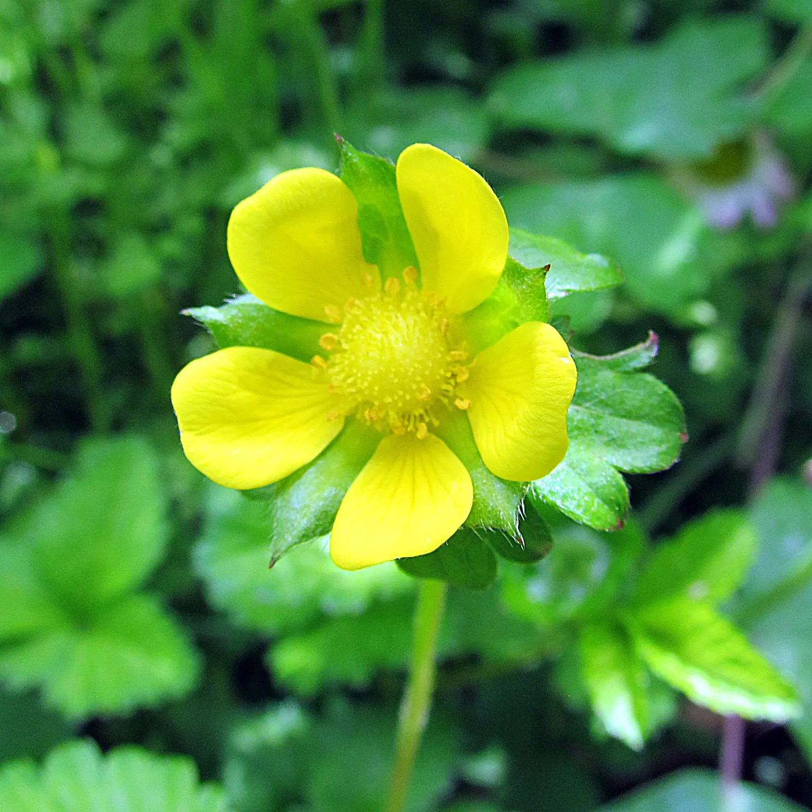 Indian Mock Strawberry (Duchesnea Indica) — ground cover / perennial for full or half or shade; their adaptability and low maintenance make them a suitable