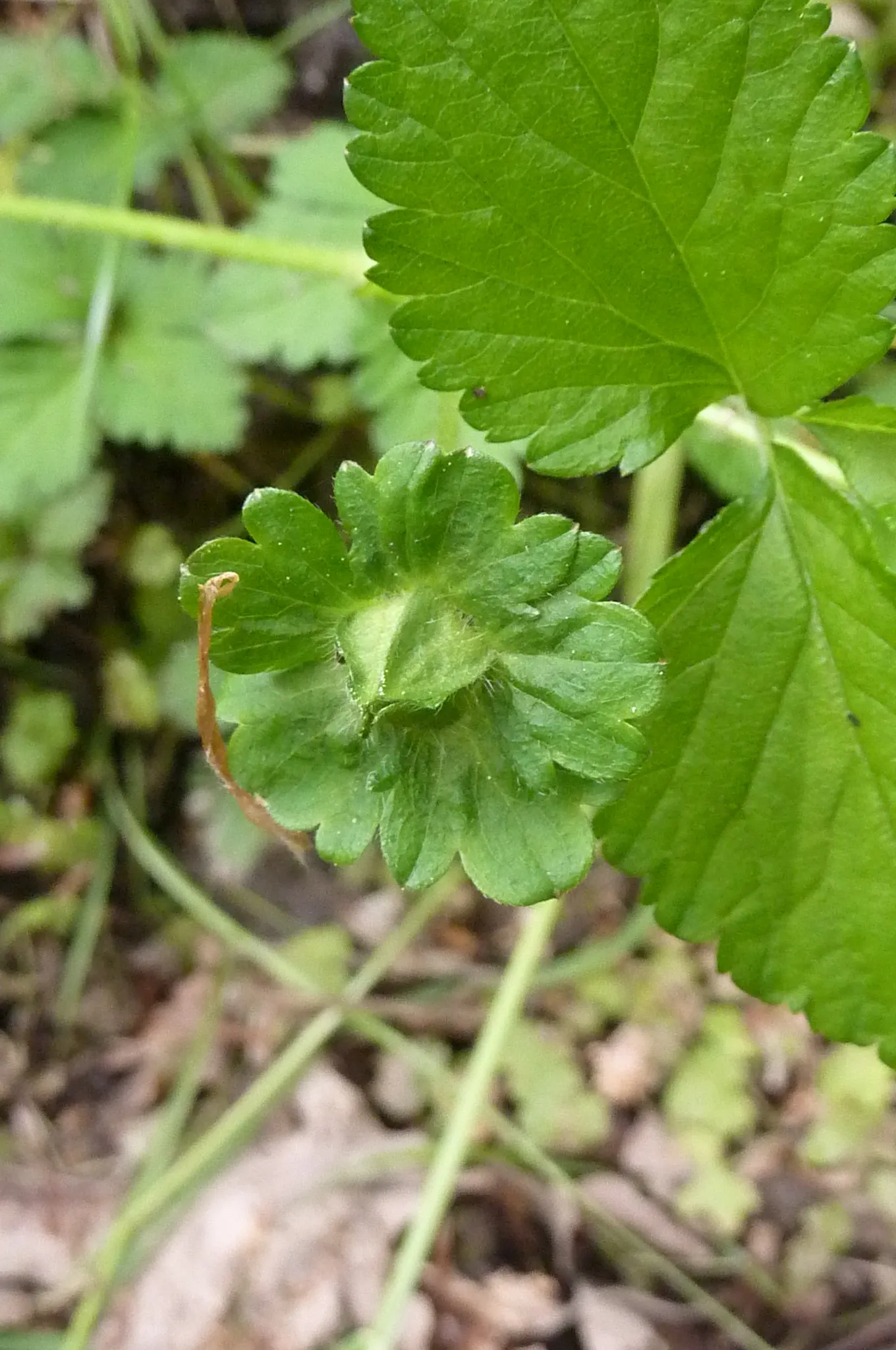 Indian Mock Strawberry (Duchesnea Indica) — while spreading up to 18 inches; with each leaflet typically reaching a length of 1 to 3 inches