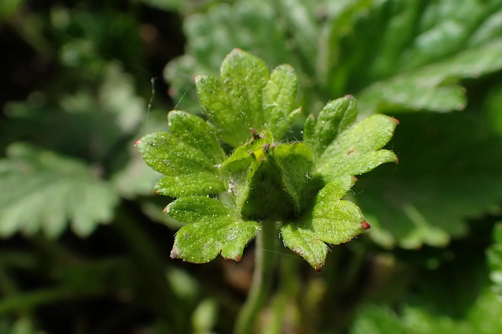 Indian Mock Strawberry (Duchesnea Indica) — Although the berries resemble the common strawberry