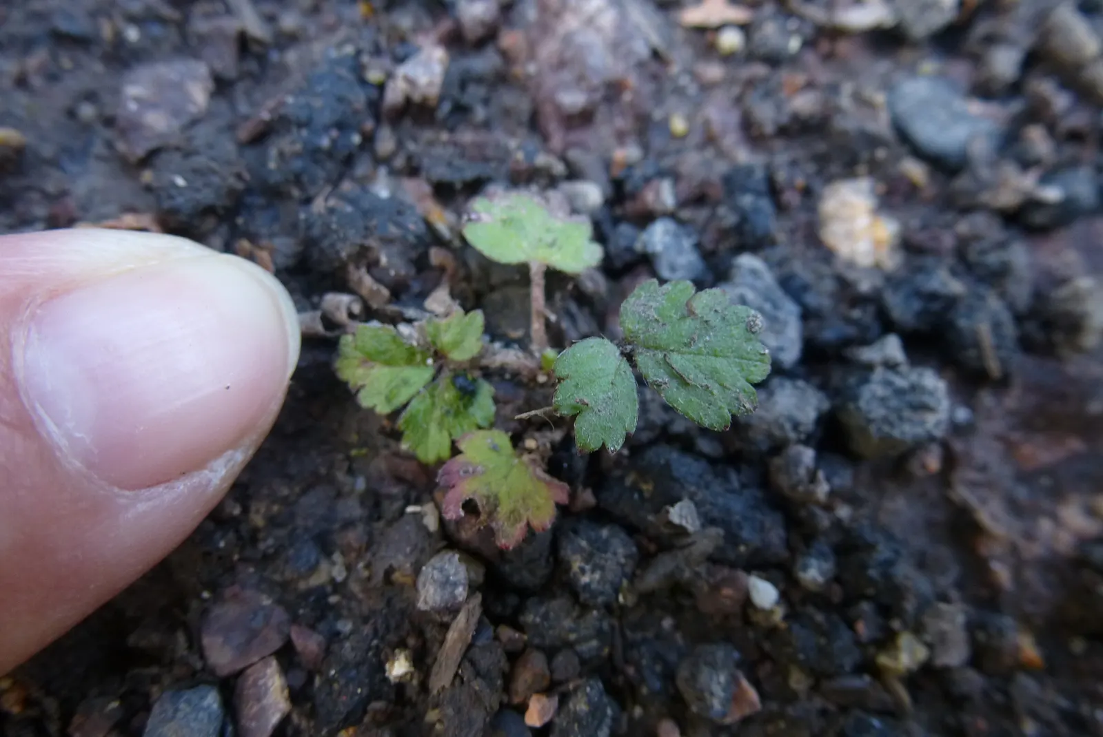 Indian Mock Strawberry (Duchesnea Indica) — Thriving in USDA zones 5-9; their adaptability and low maintenance make them a suitable choice for, image 144