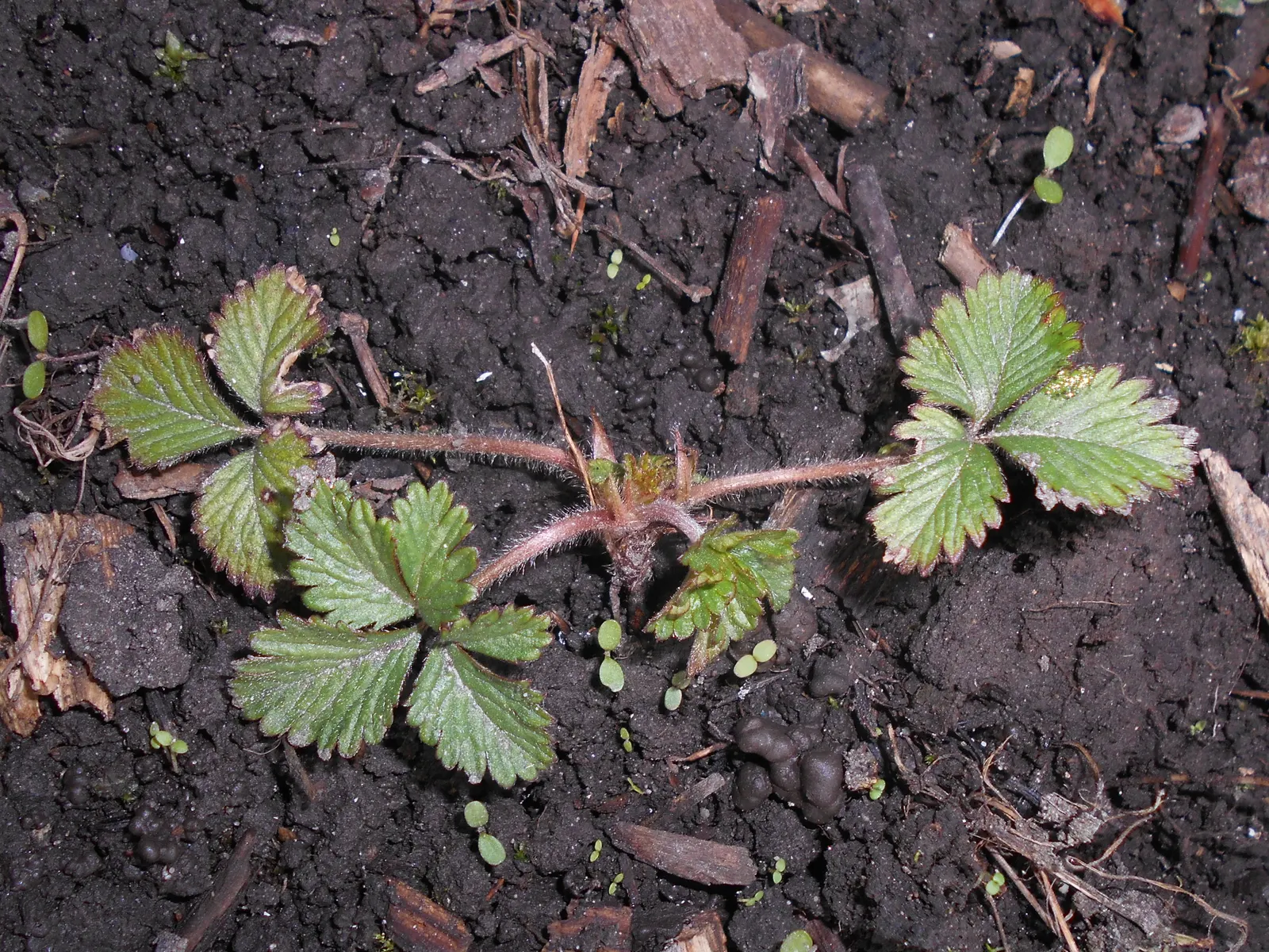 Indian Mock Strawberry (Duchesnea Indica) — and are often left untouched by wildlife.<br><br>Reaching only about 3 inches in height; their adaptability and low