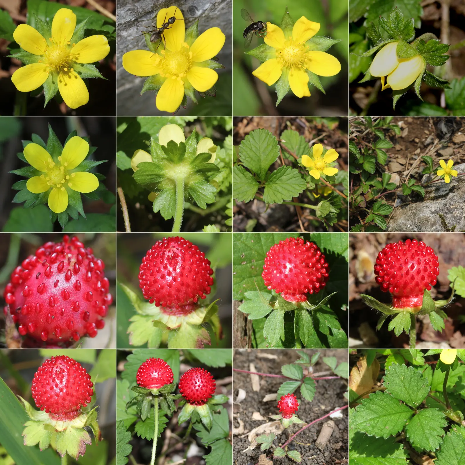 Indian Mock Strawberry (Duchesnea Indica) — This plant is an attractive filler, though not valued for its fruit; although the berries resemble the, image 119
