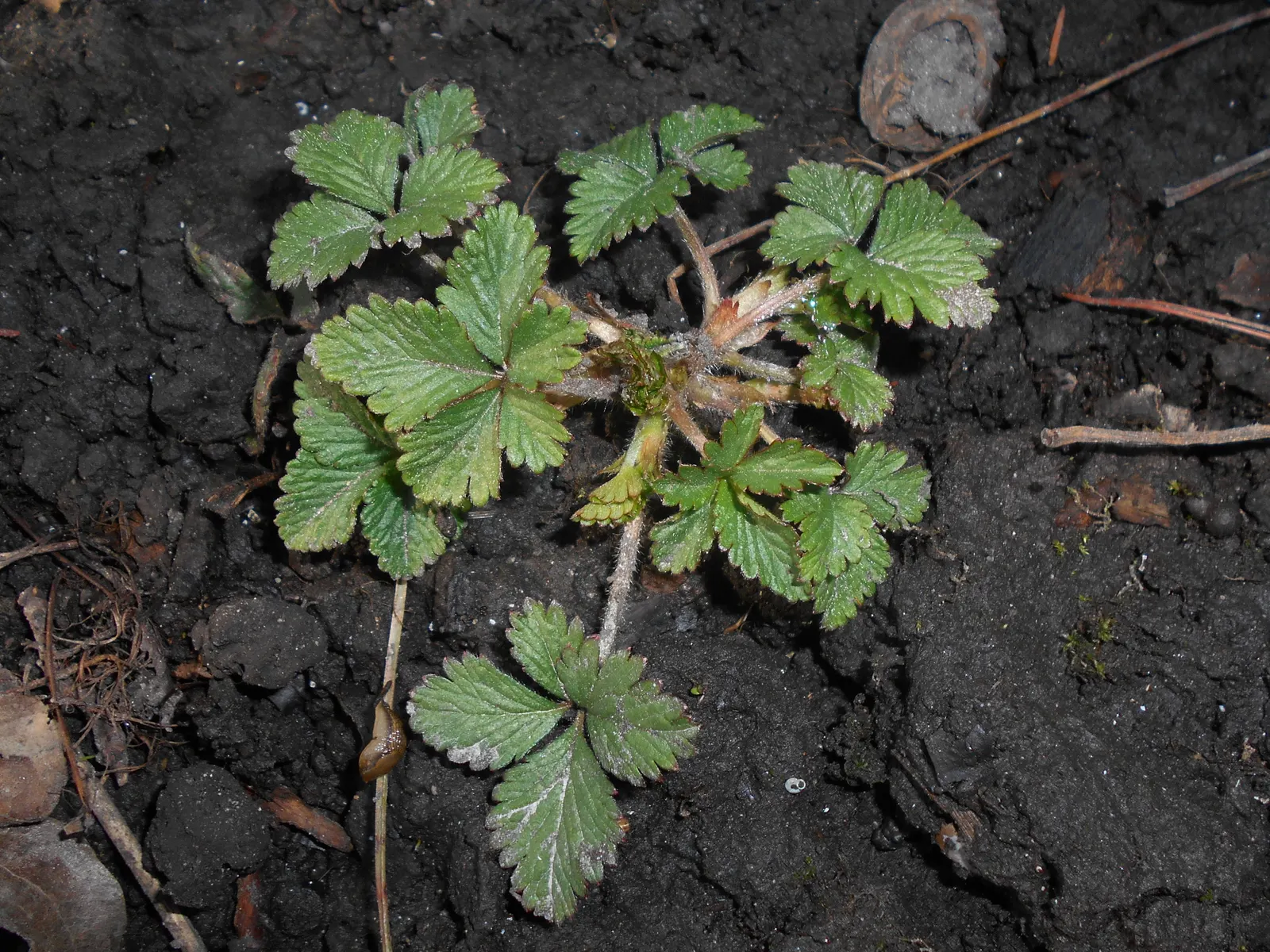 Indian Mock Strawberry (Duchesnea Indica) — Thriving in USDA zones 5-9; their adaptability and low maintenance make them a suitable choice for, image 116
