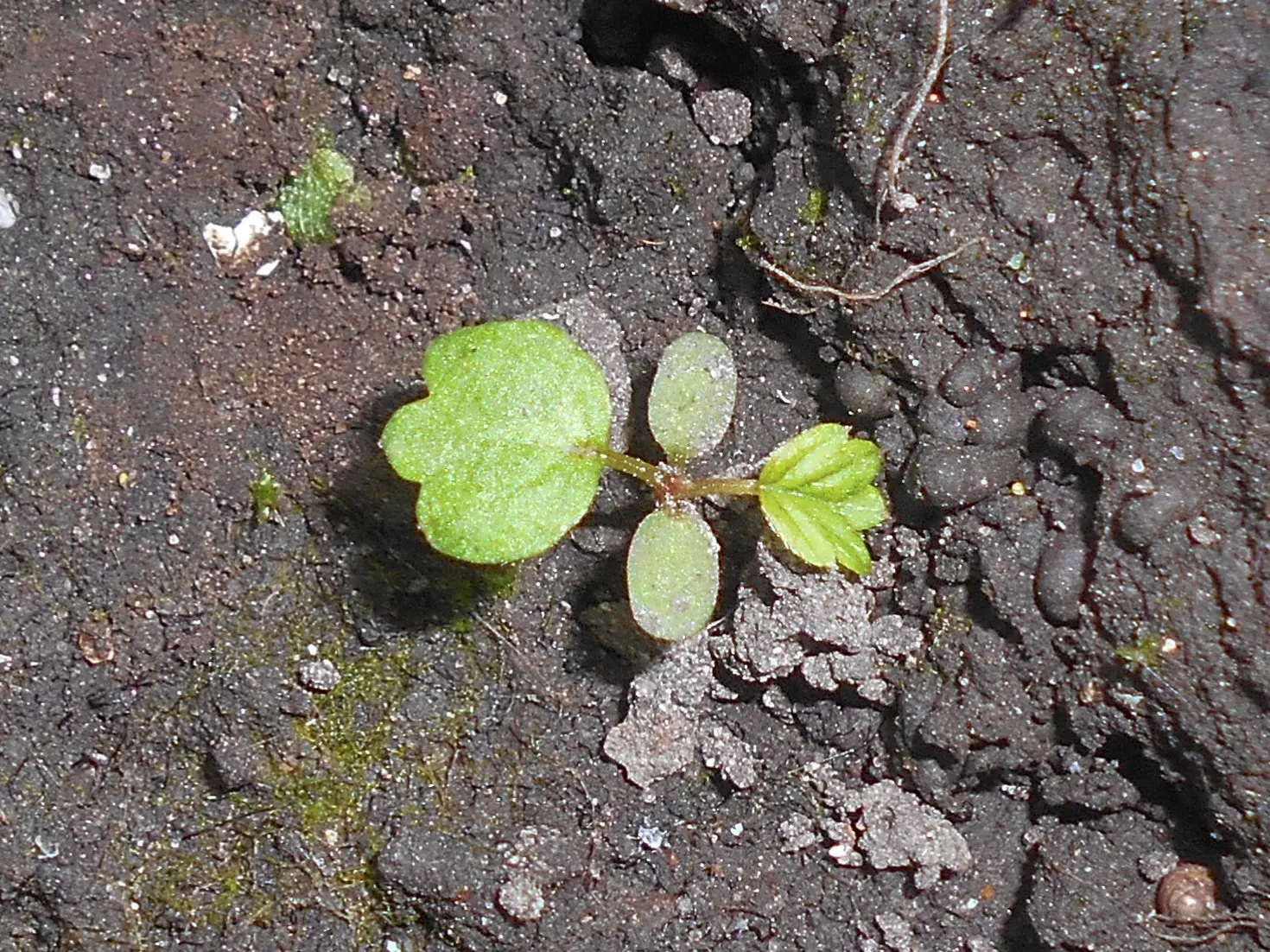 Indian Mock Strawberry (Duchesnea Indica) — demonstrating a high level of adaptability to various climates; thriving in USDA zones 5-9, image 69